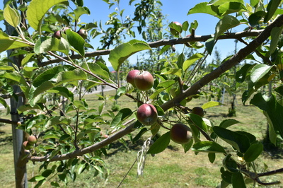 りんごの摘果作業が始まっています（2022.06.15）