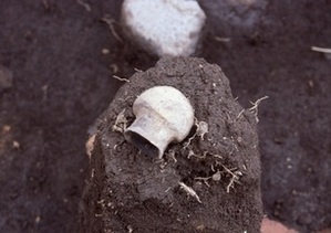 小形壺型土器（2008年、東から）