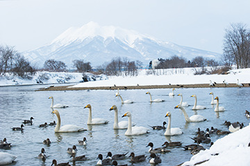 白鳥が飛来する河川景観