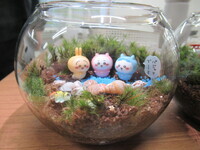 こども苔テラリウム教室