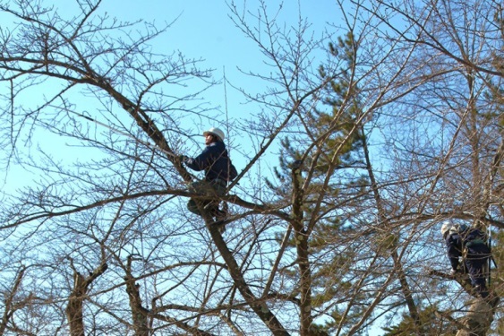 桜の管理「弘前方式」