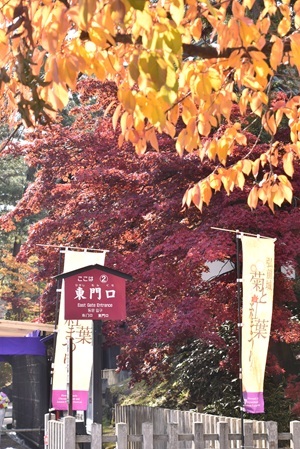 弘前城菊と紅葉まつり21