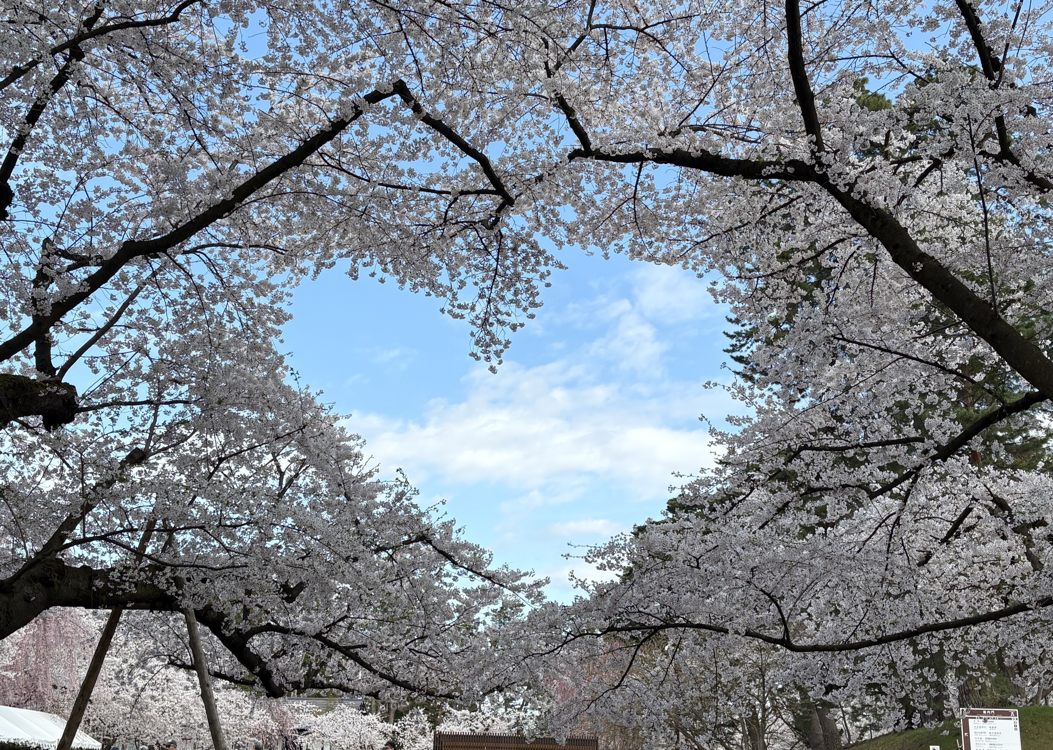 桜のハート（昼）（２）