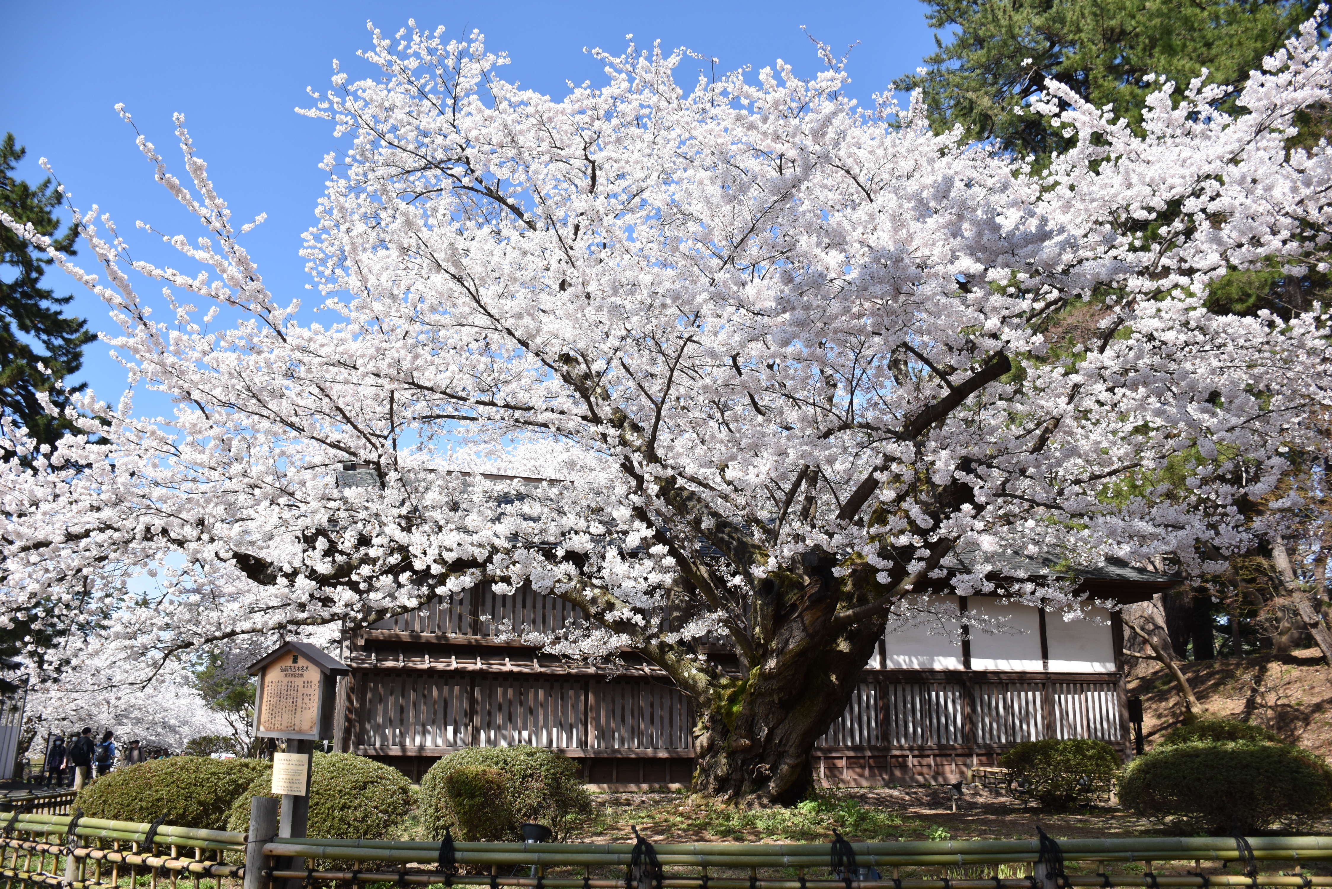 弘前公園最長寿のソメイヨシノ(昼）