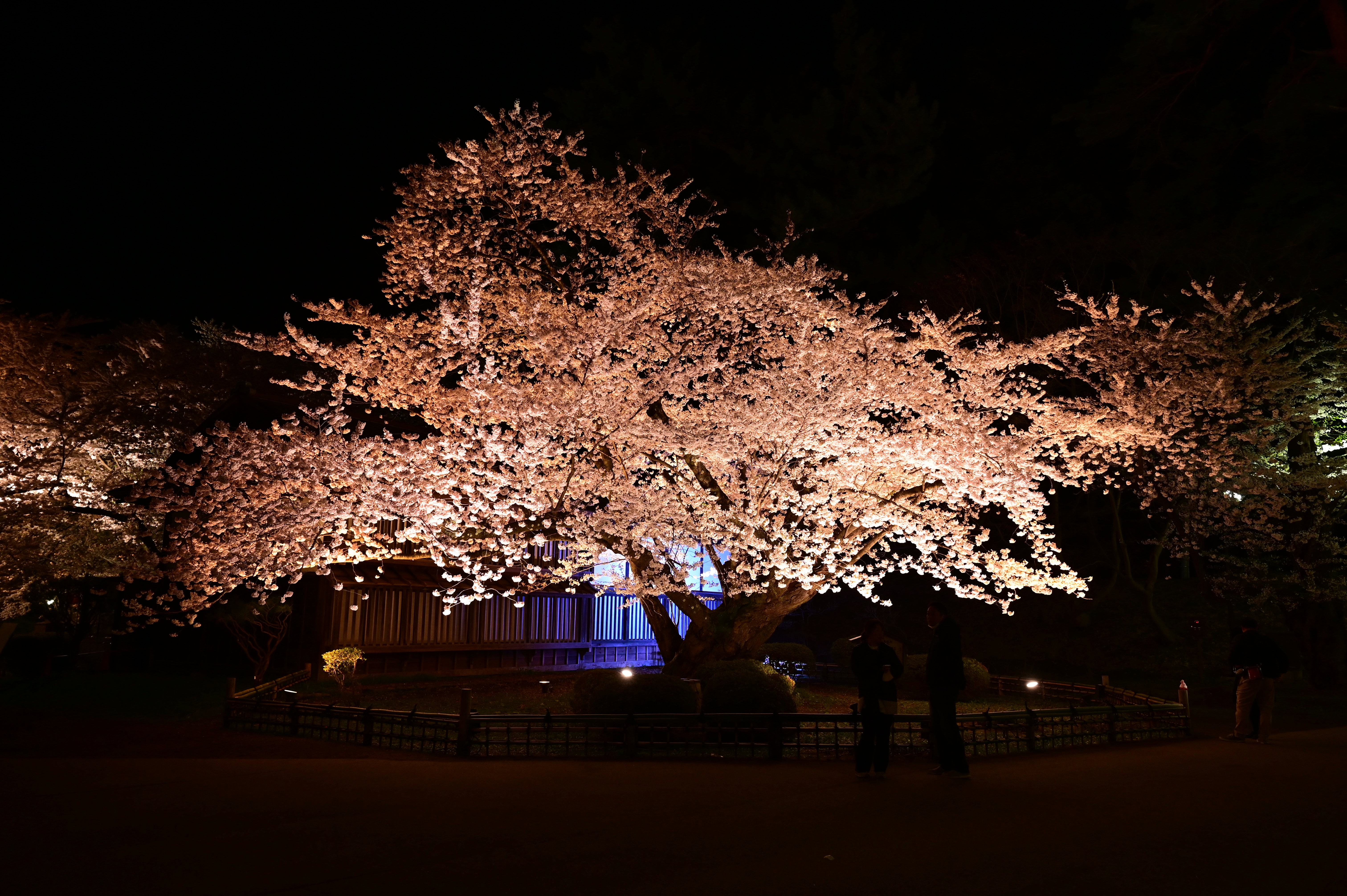 弘前公園最長寿のソメイヨシノ（夜）