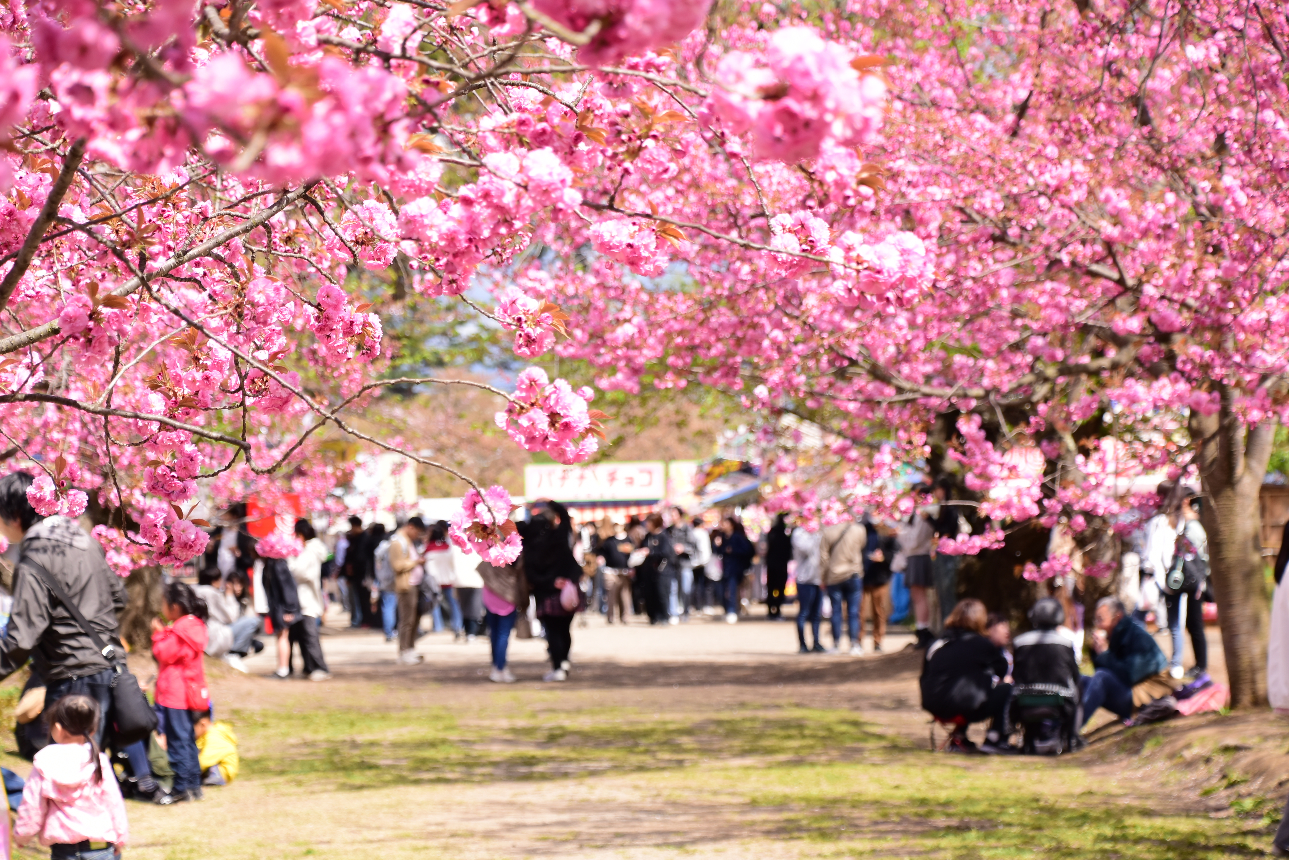 関山のトンネル