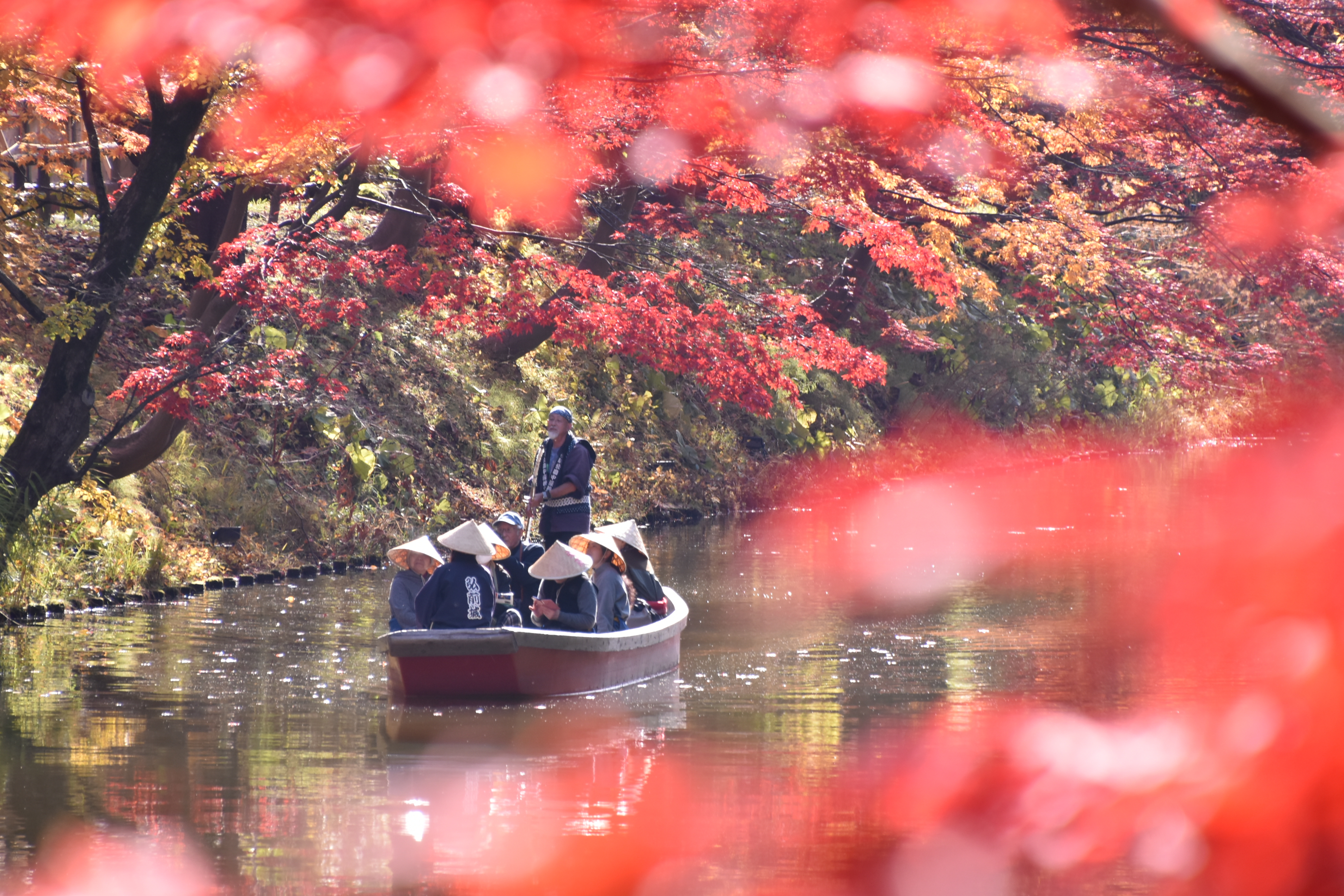 弘前城菊と紅葉まつり15