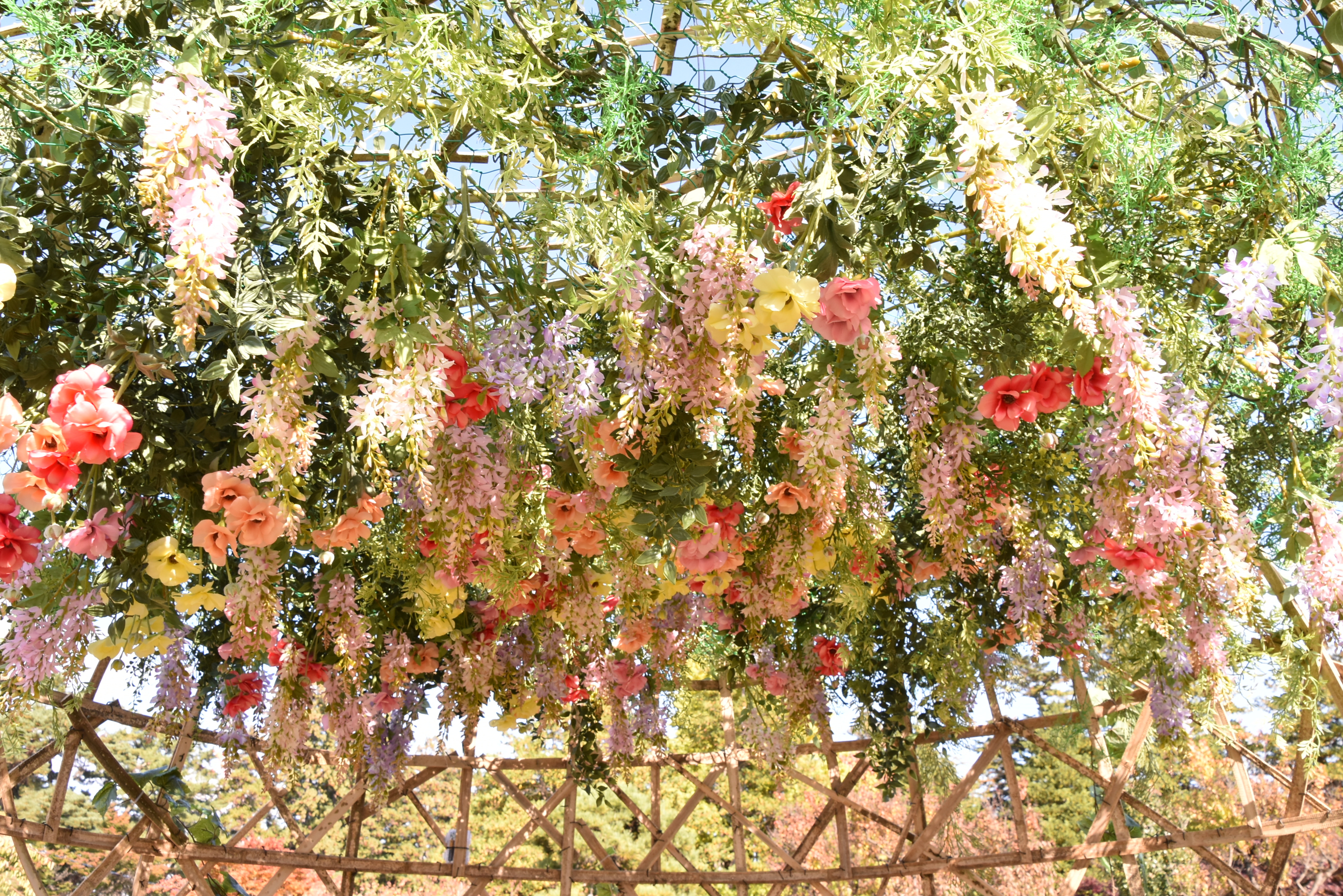 弘前城菊と紅葉まつり11