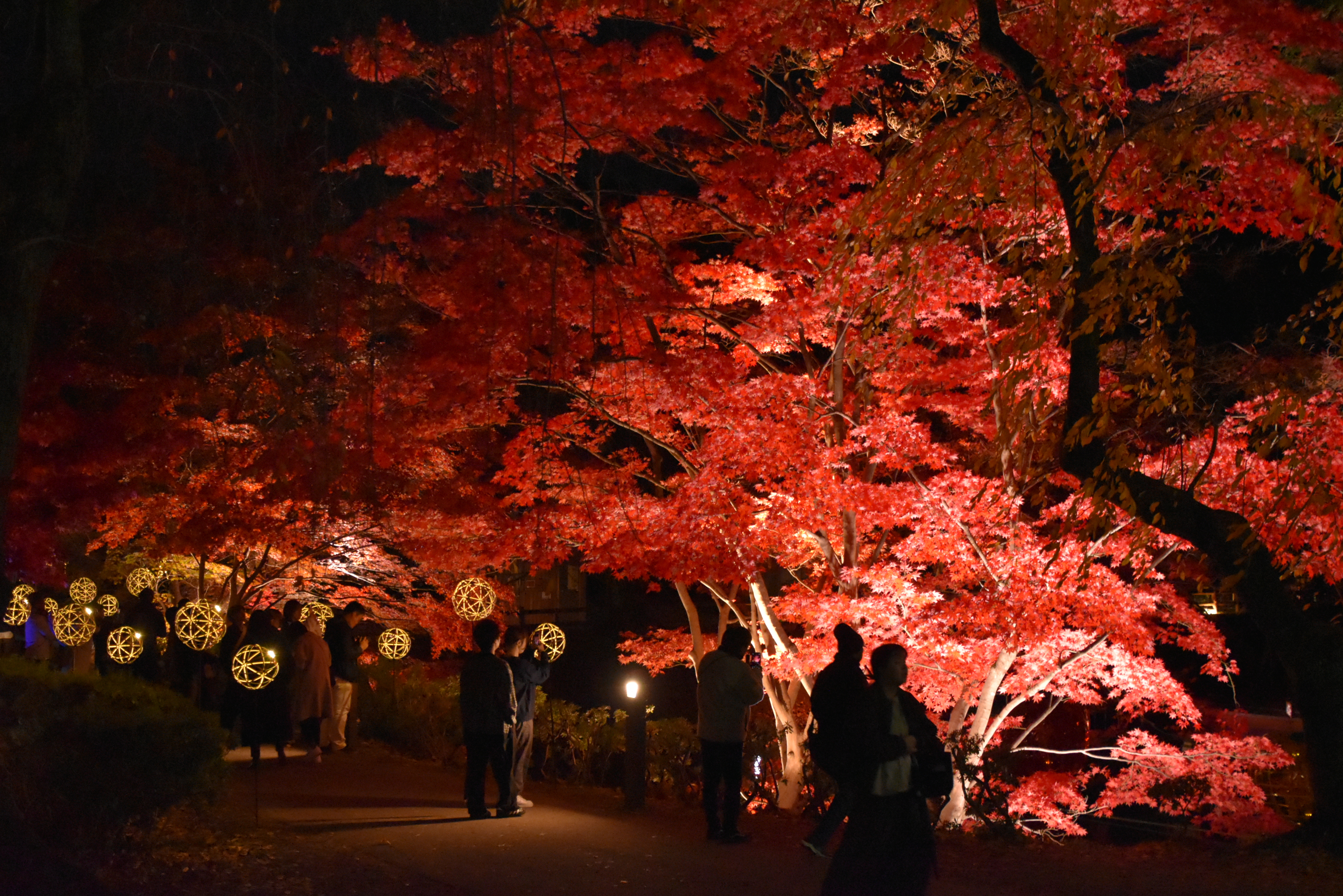 弘前城菊と紅葉まつり10