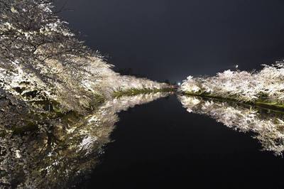 190427夜桜.jpg