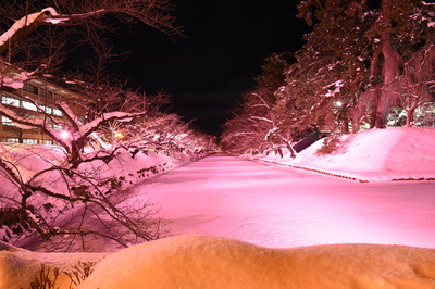 弘前大学留学生が行く　「冬に咲くさくらライトアップ」（2023.02.01）