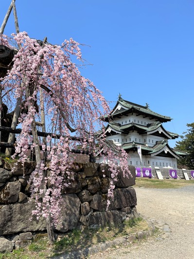 弘前公園外濠のソメイヨシノが開花しました！（2024.04.13）