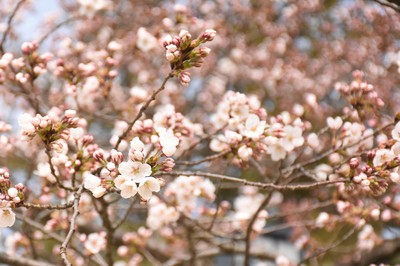 弘前公園内のソメイヨシノが開花しました！（2024.04.14）