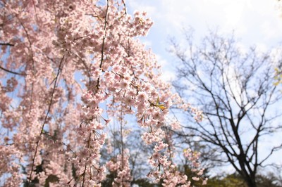 DSC_00110.jpg