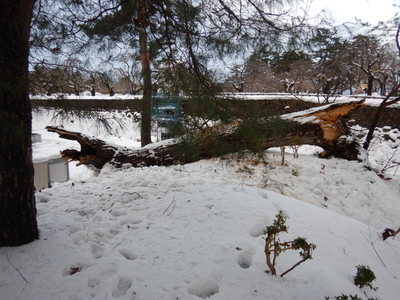 ふるさと納税による災害支援ページ開設(2026.2.2)