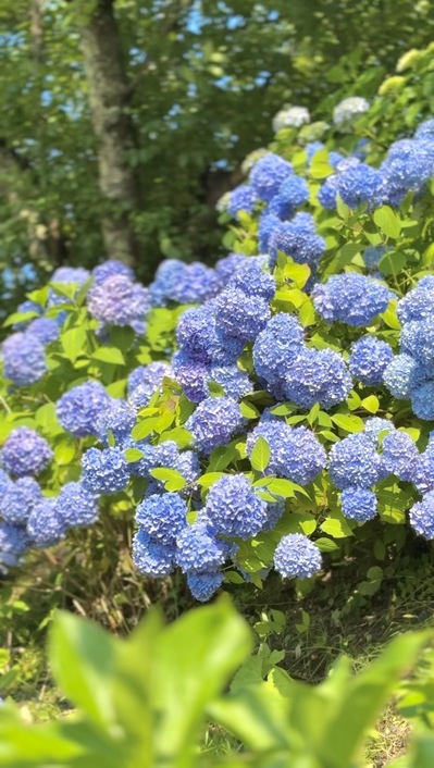 大仏公園　あじさい見頃！ (2026.7.10)