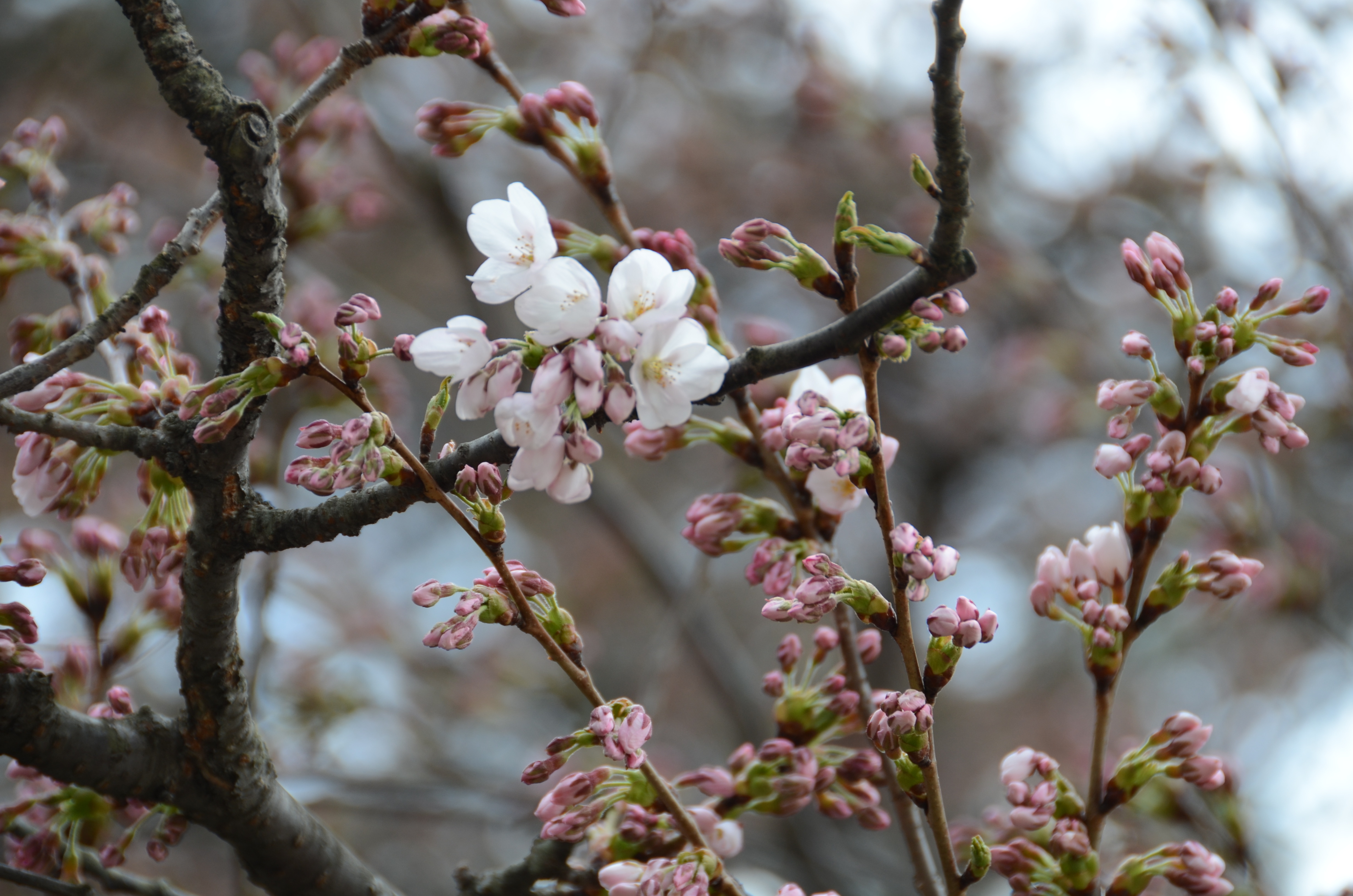 さくら開花２