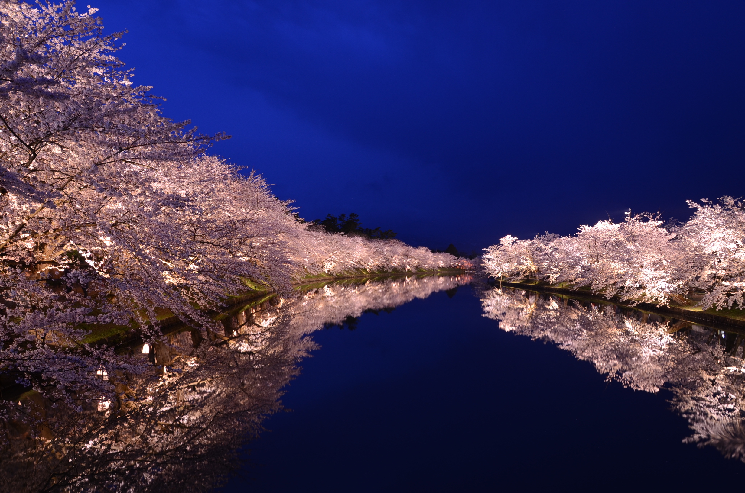 弘前さくらまつり　夜桜