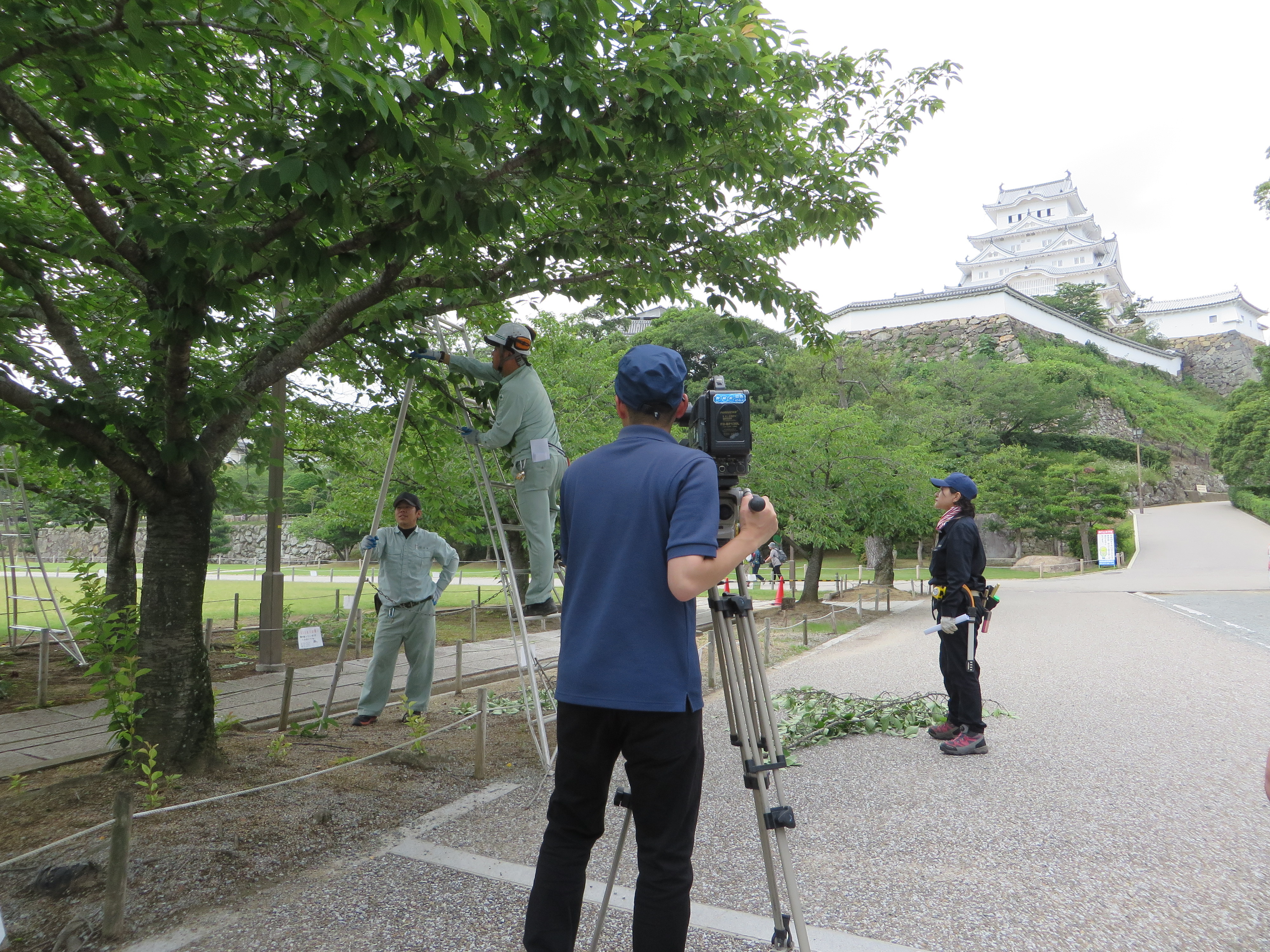 姫路　桜守２