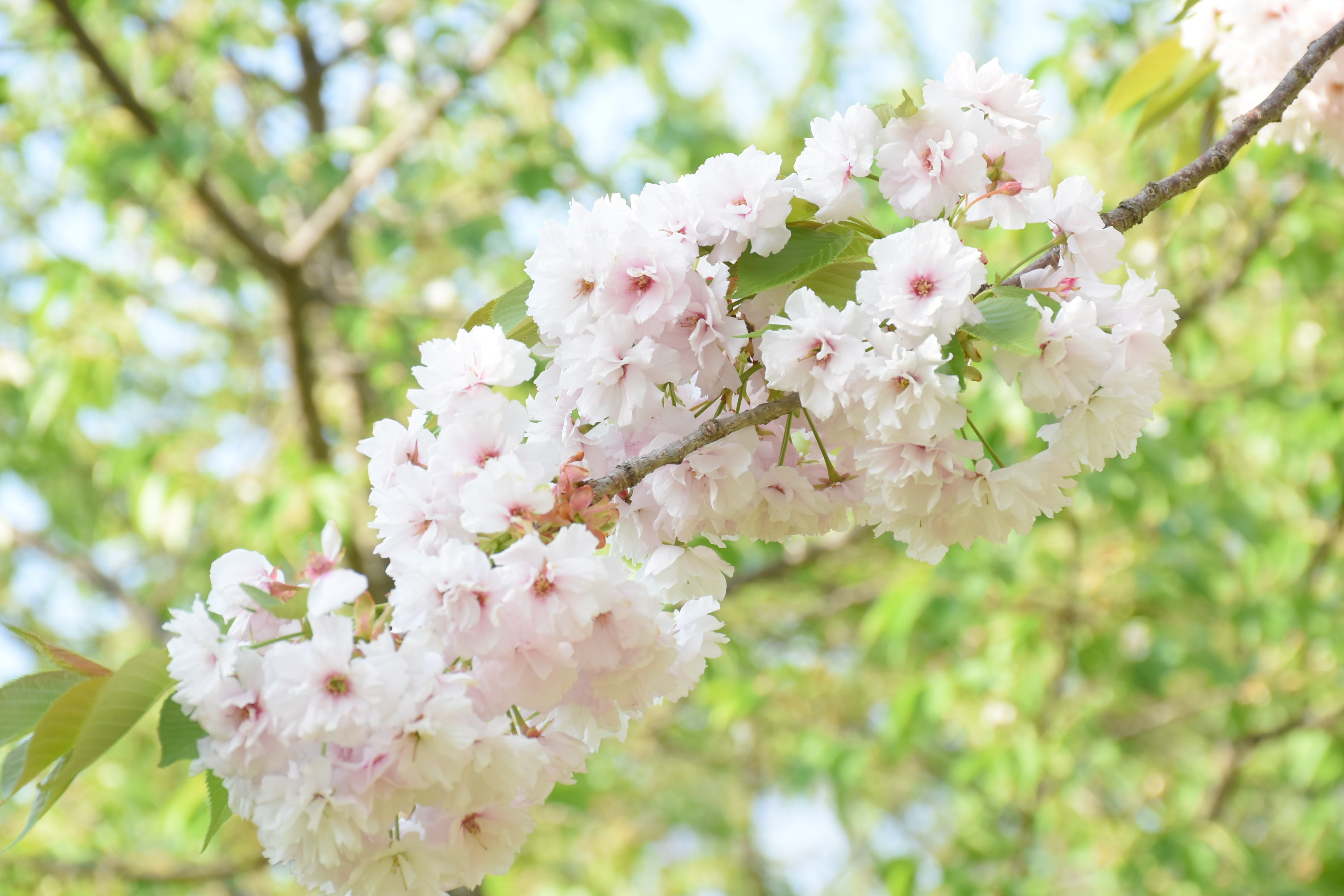 弘前七桜開花情報（2024.05.04） - いいかも！！弘前 ～弘前