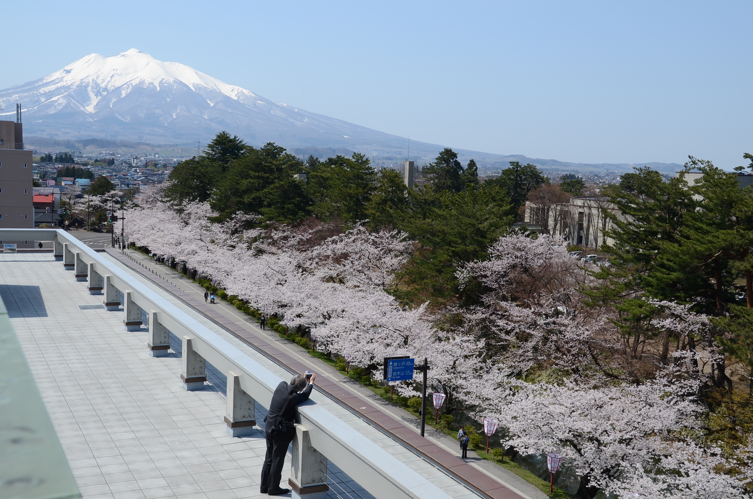 市役所屋上から見る桜と岩木山
