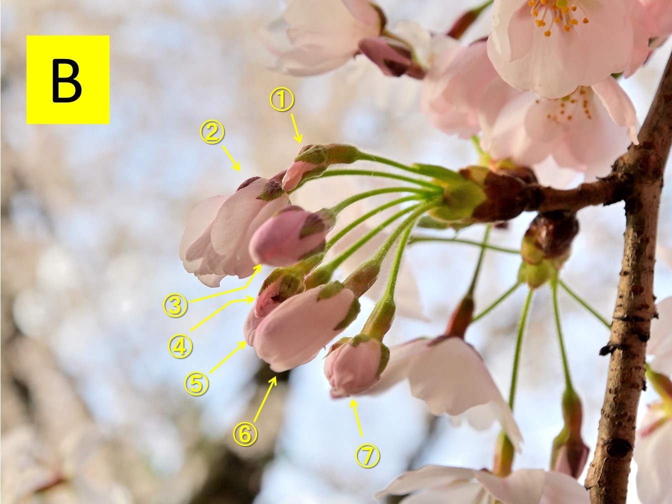 七輪咲き桜を発見！（2024.04.18） - いいかも！！弘前 ～弘前シティ