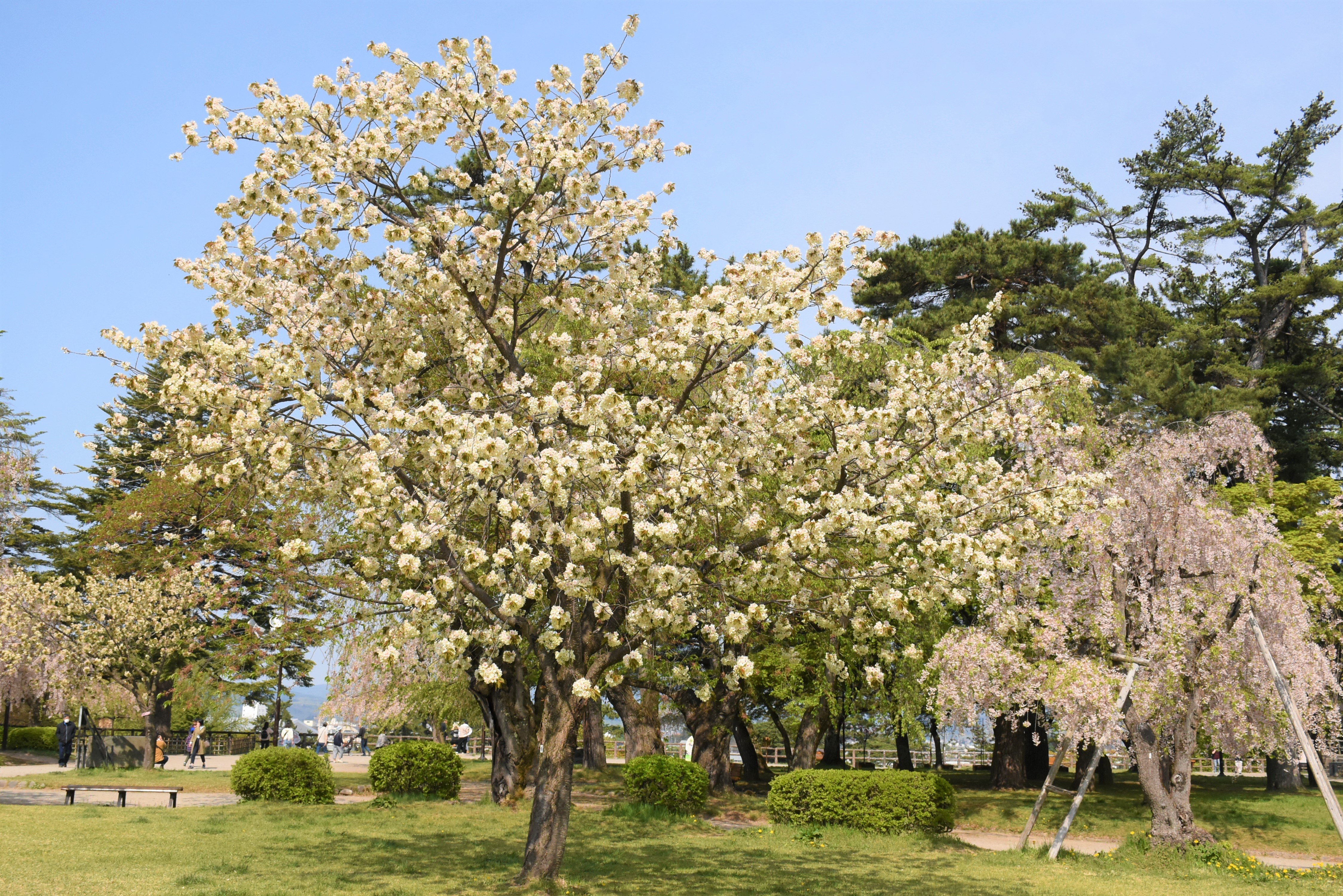 𝐇𝐢𝐫ø | ． Nagano spring color - sakura - 桜前線を追いかけ