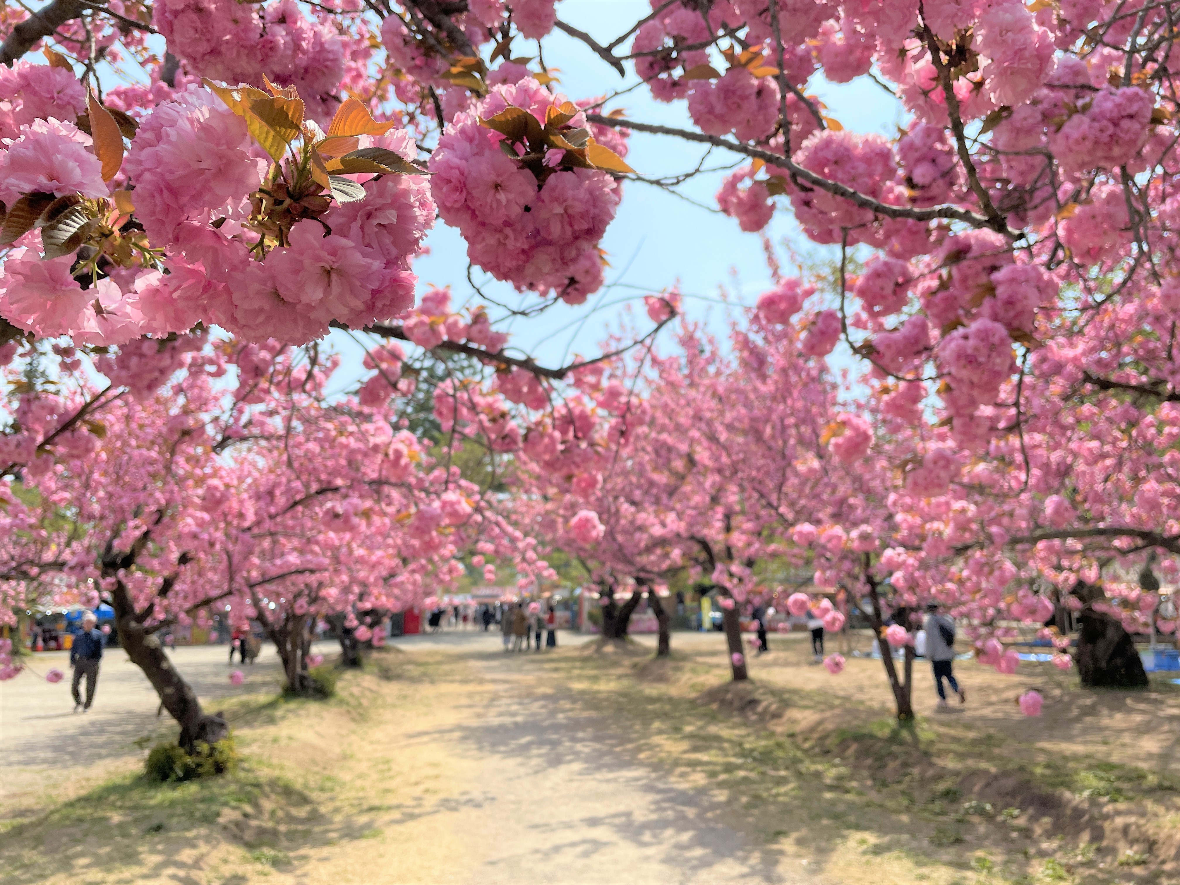 弘前七桜が見頃を迎えています（2024.04.29） - いいかも
