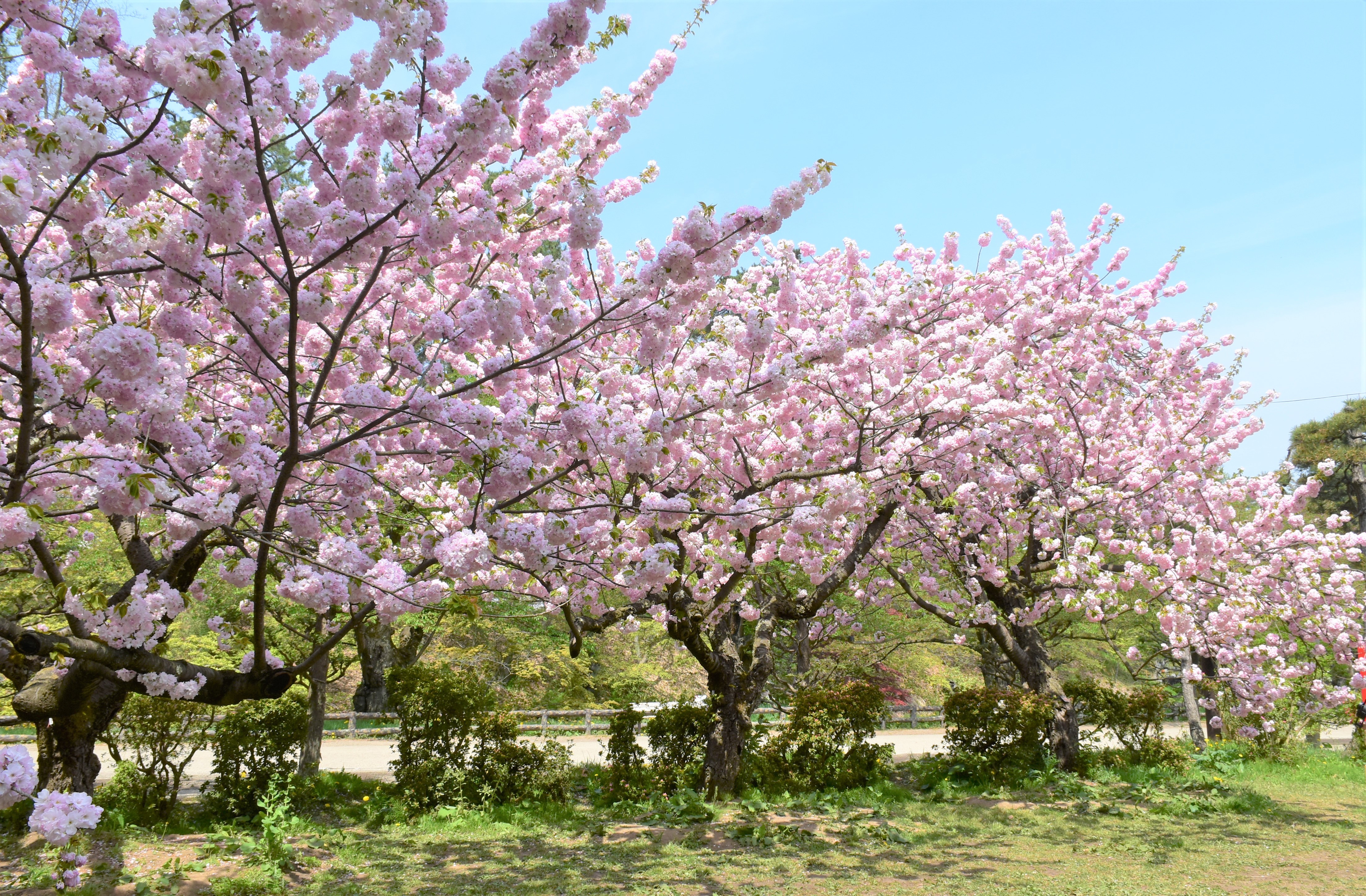𝐇𝐢𝐫ø | ． Nagano spring color - sakura - 桜前線を追いかけ