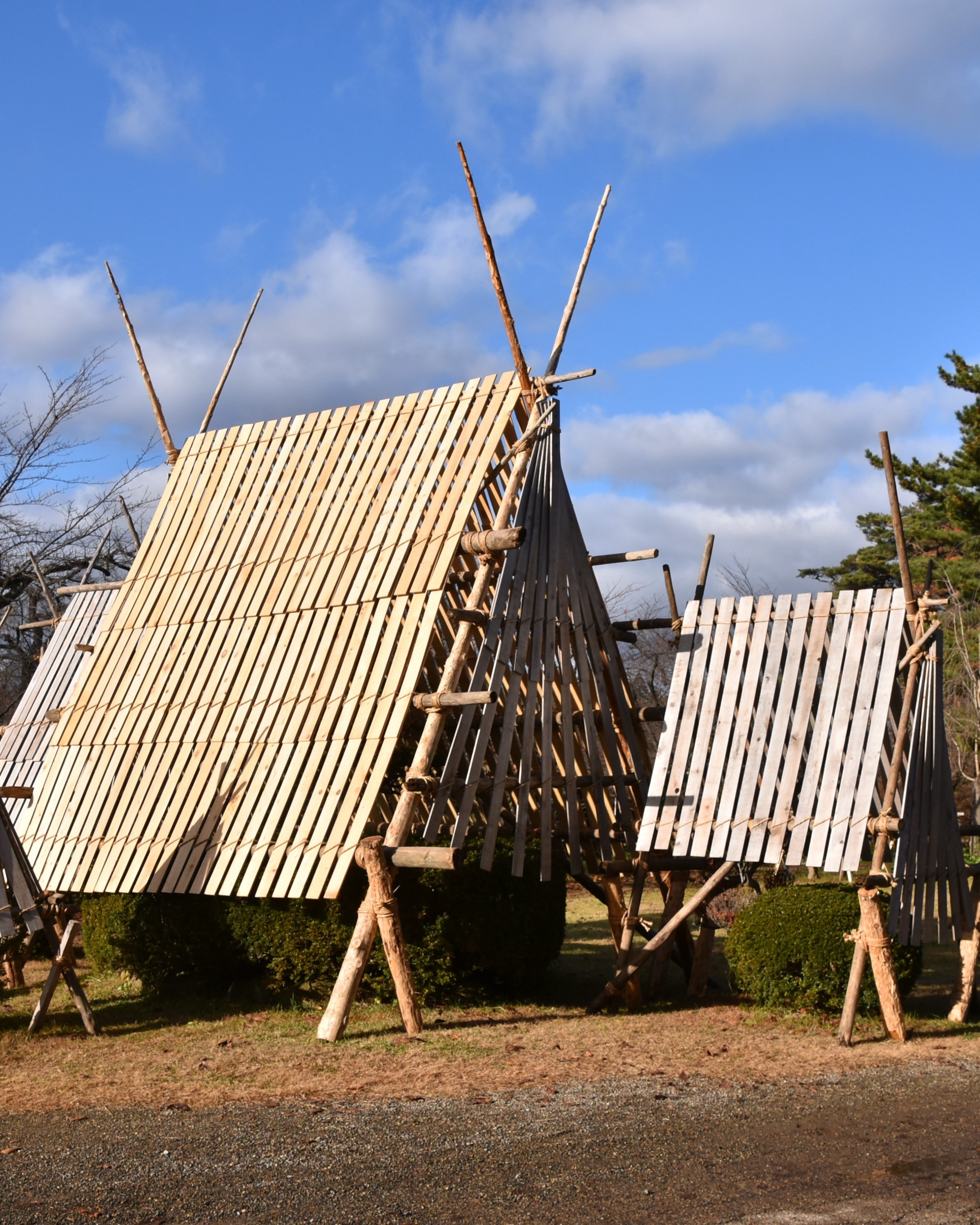 弘前公園で「雪囲い」作業を開始しました！（2024.11.27） - いいかも