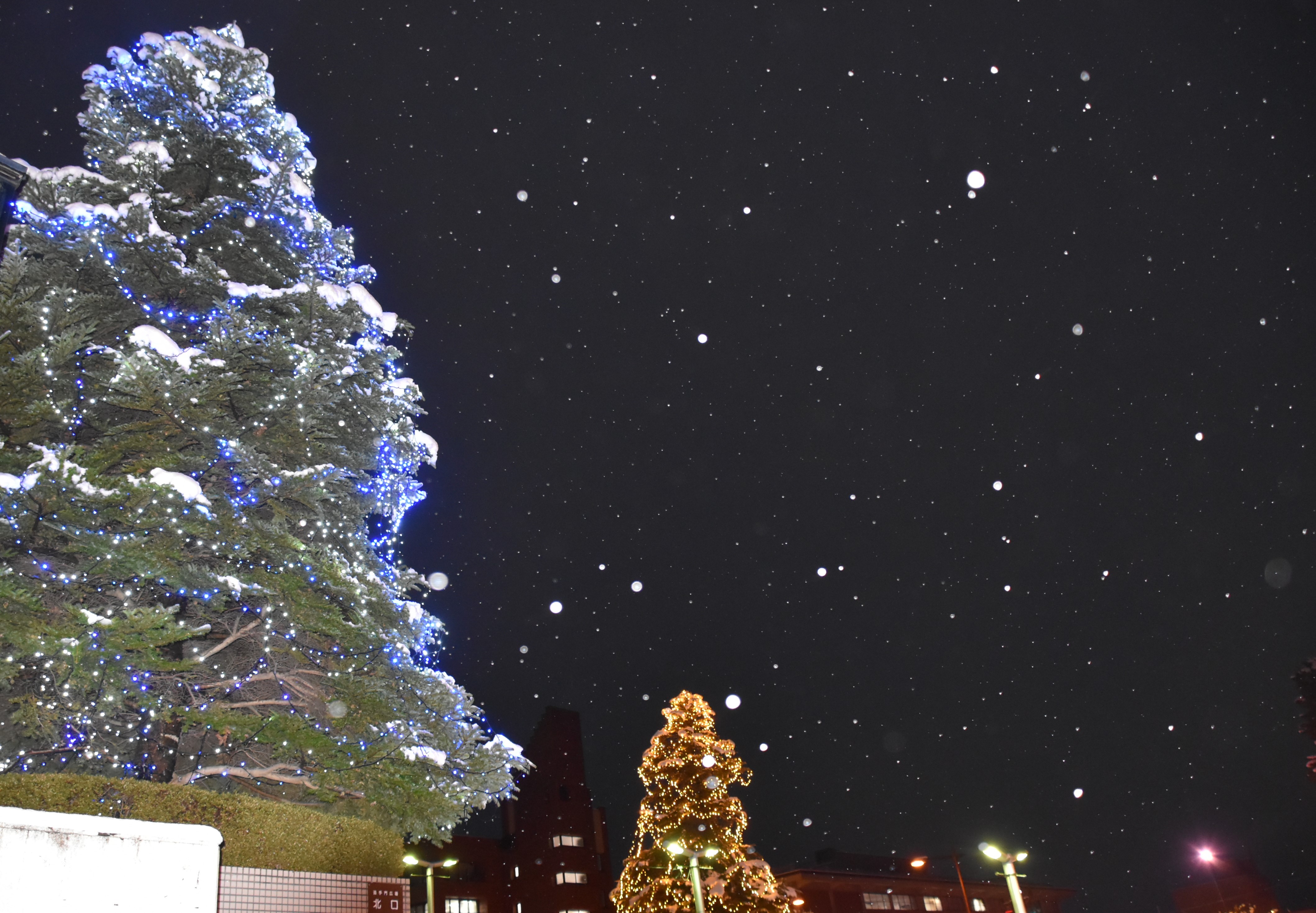 冬に咲くさくらライトアップ、弘前エレクトリカルファンタジー実施中