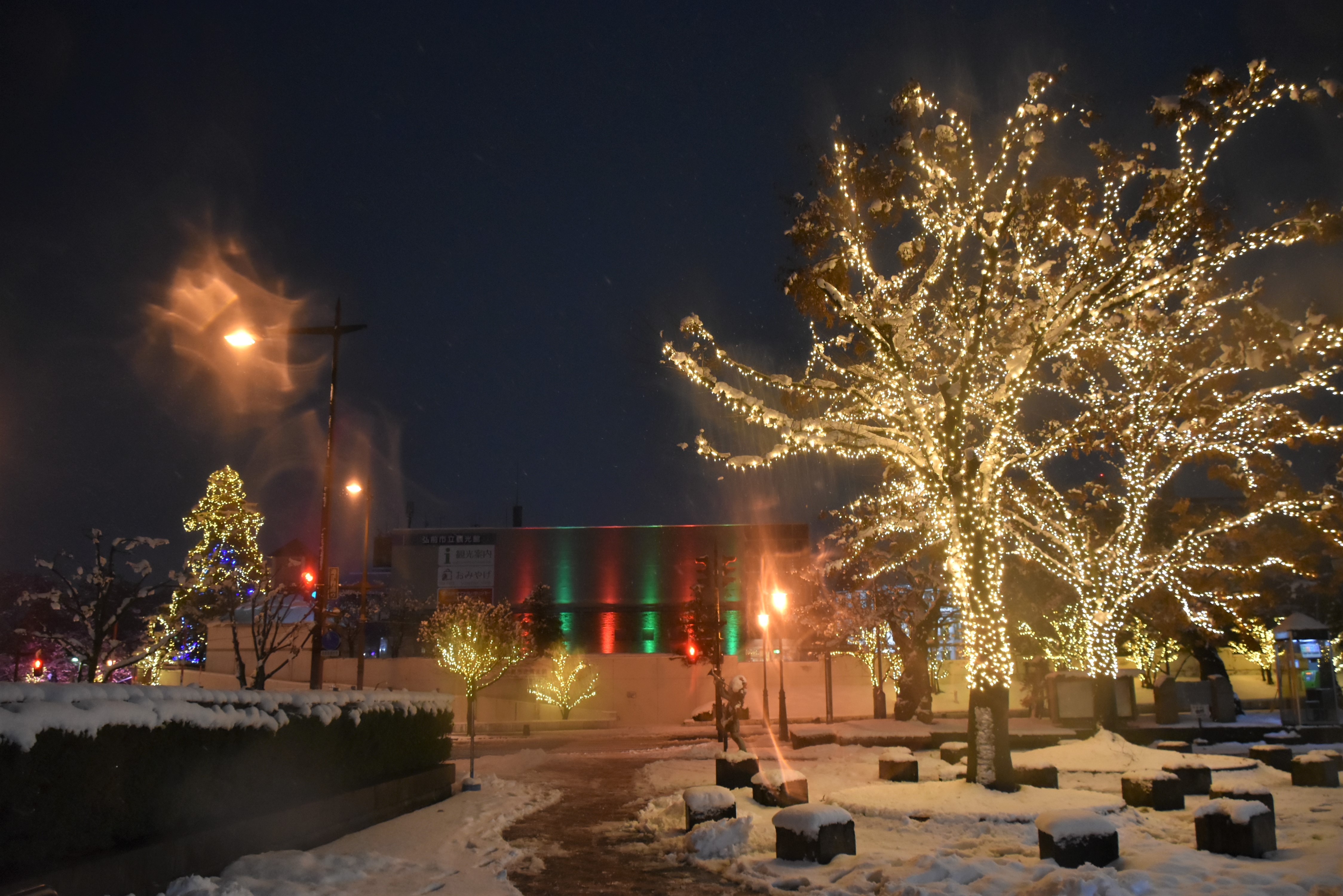 冬に咲くさくらライトアップ、弘前エレクトリカルファンタジー実施中