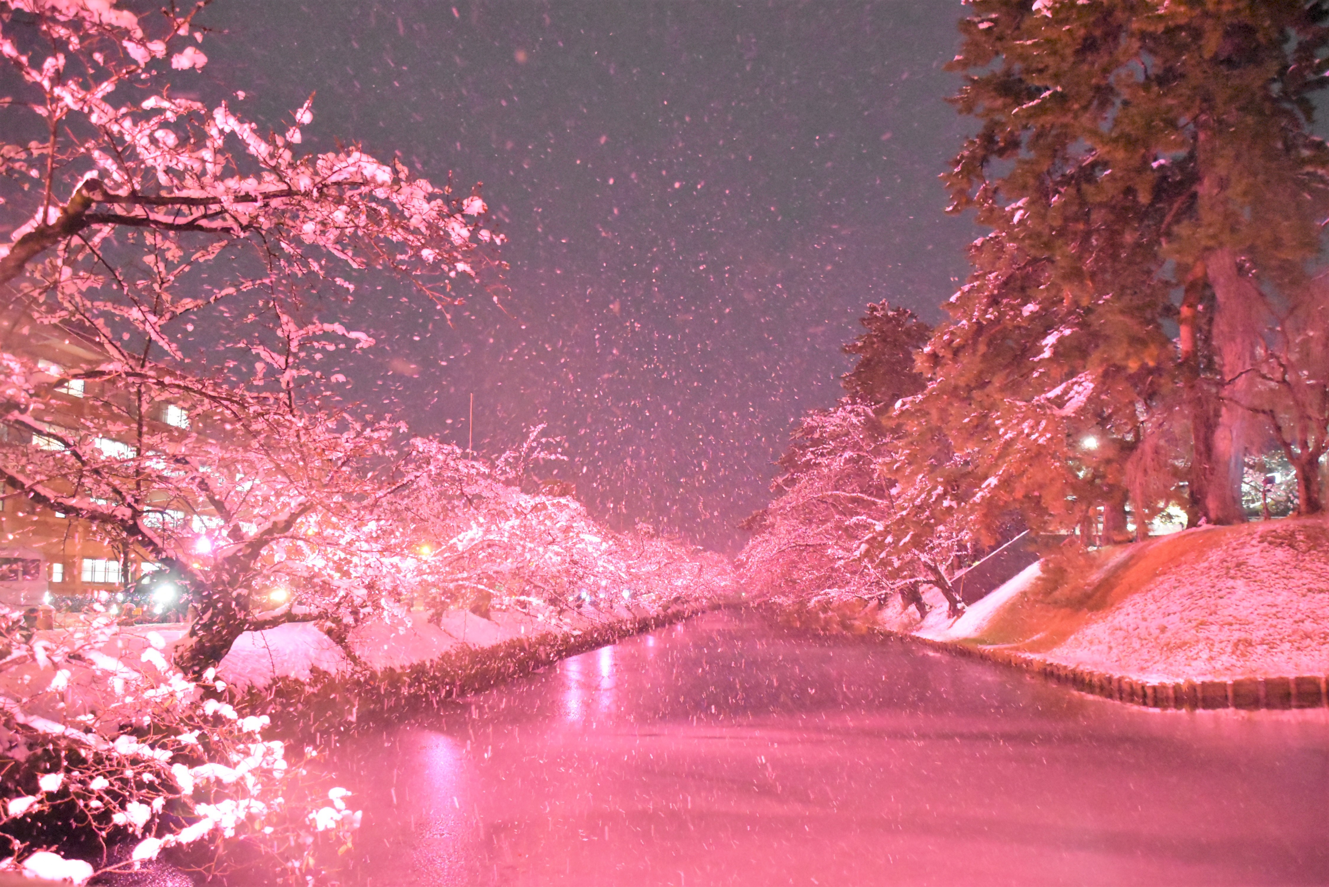 冬に咲くさくらライトアップ、弘前エレクトリカルファンタジー実施中