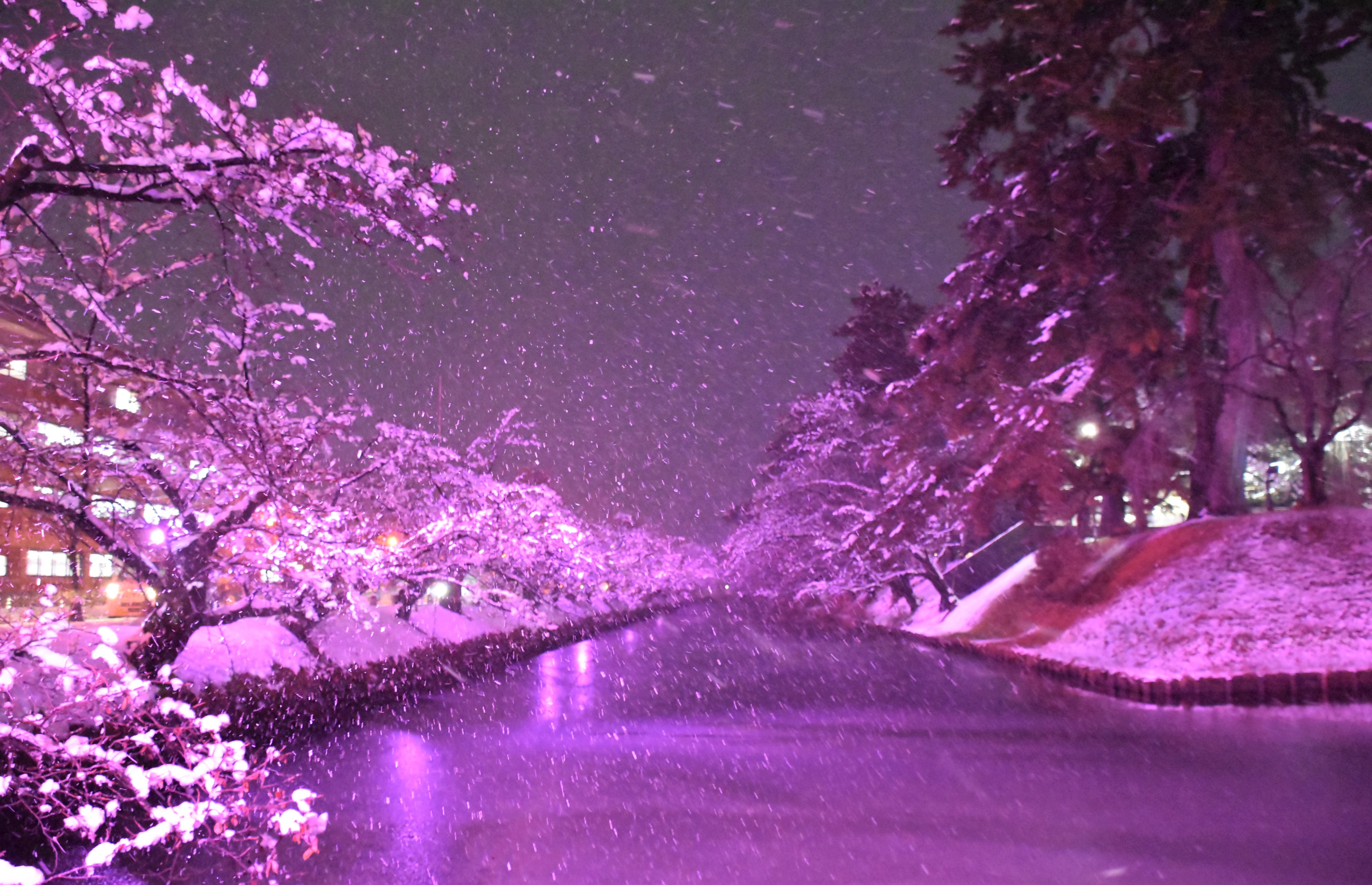 冬に咲くさくらライトアップ、弘前エレクトリカルファンタジー実施中