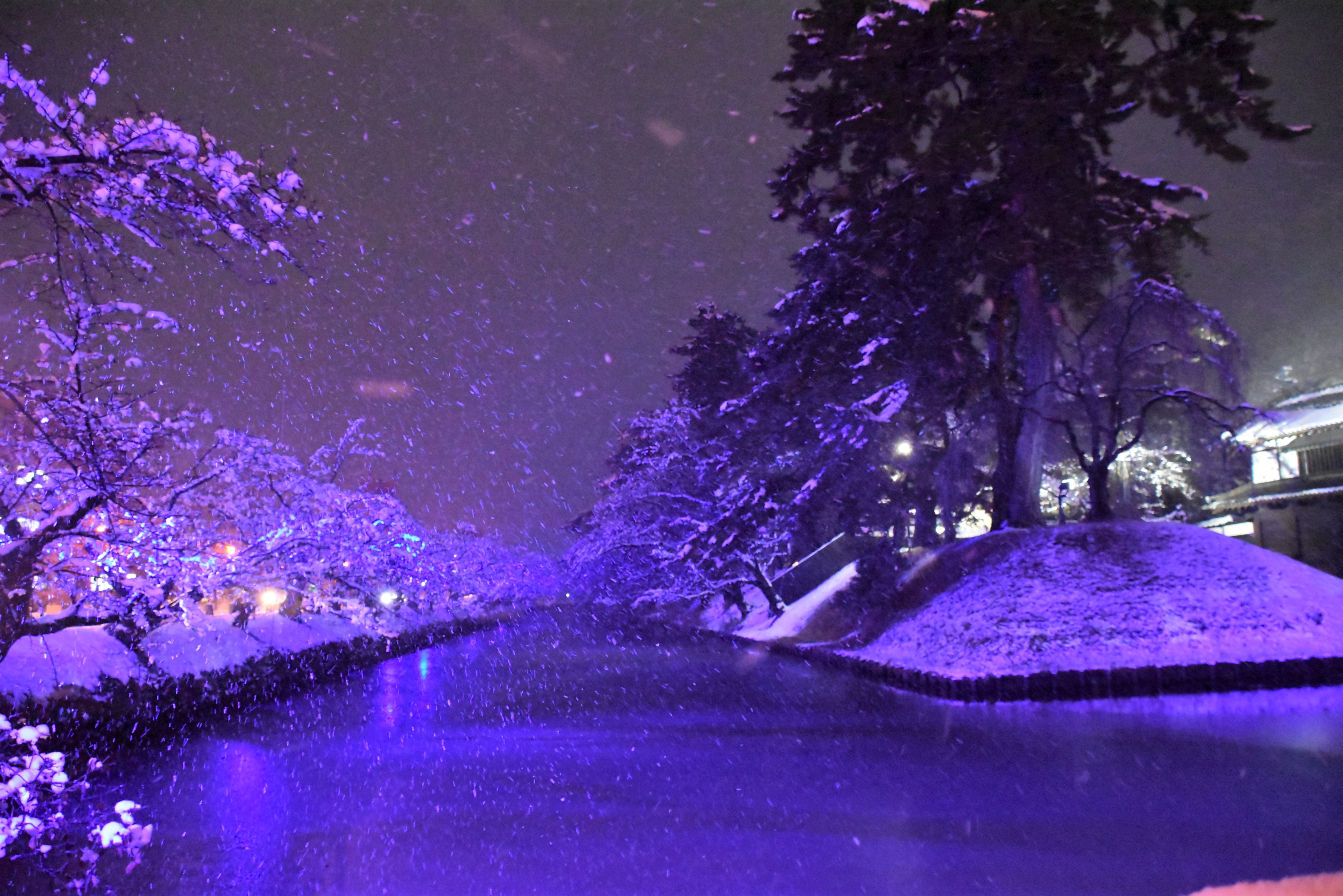 冬に咲くさくらライトアップ、弘前エレクトリカルファンタジー実施中