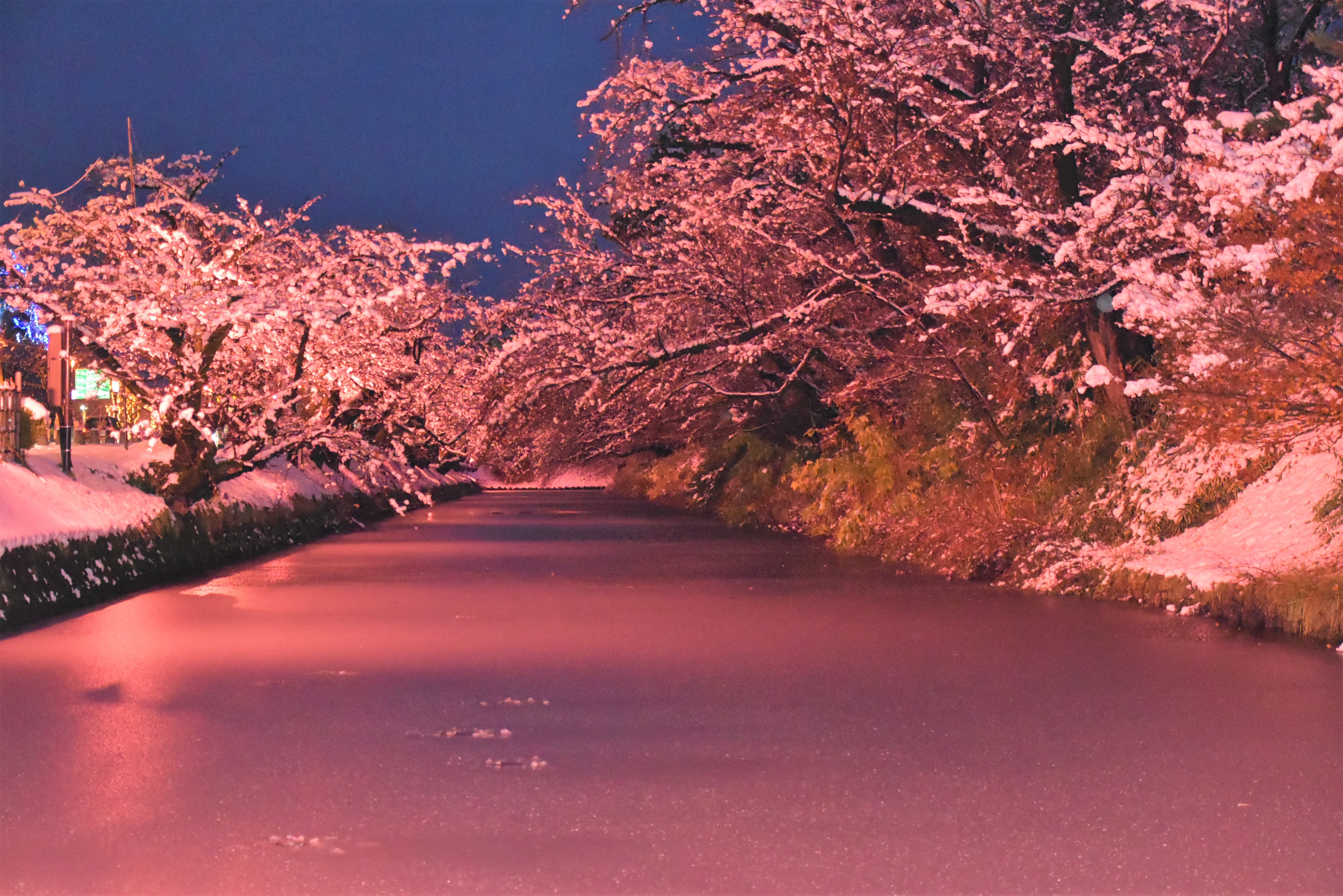 冬に咲くさくらライトアップ、弘前エレクトリカルファンタジー実施中