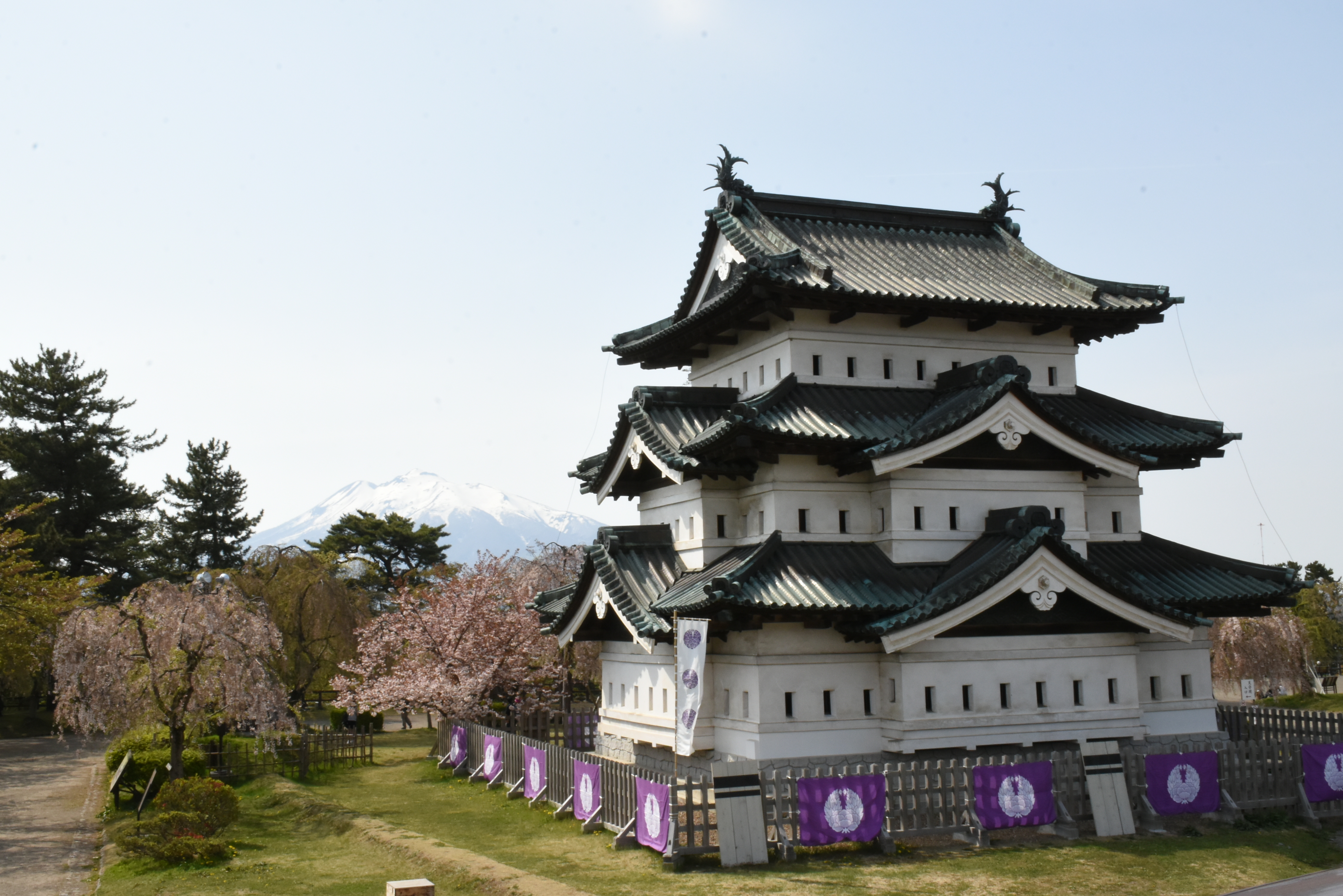 弘前七桜」アズマニシキやショウゲツが見ごろを迎えています（2023.04