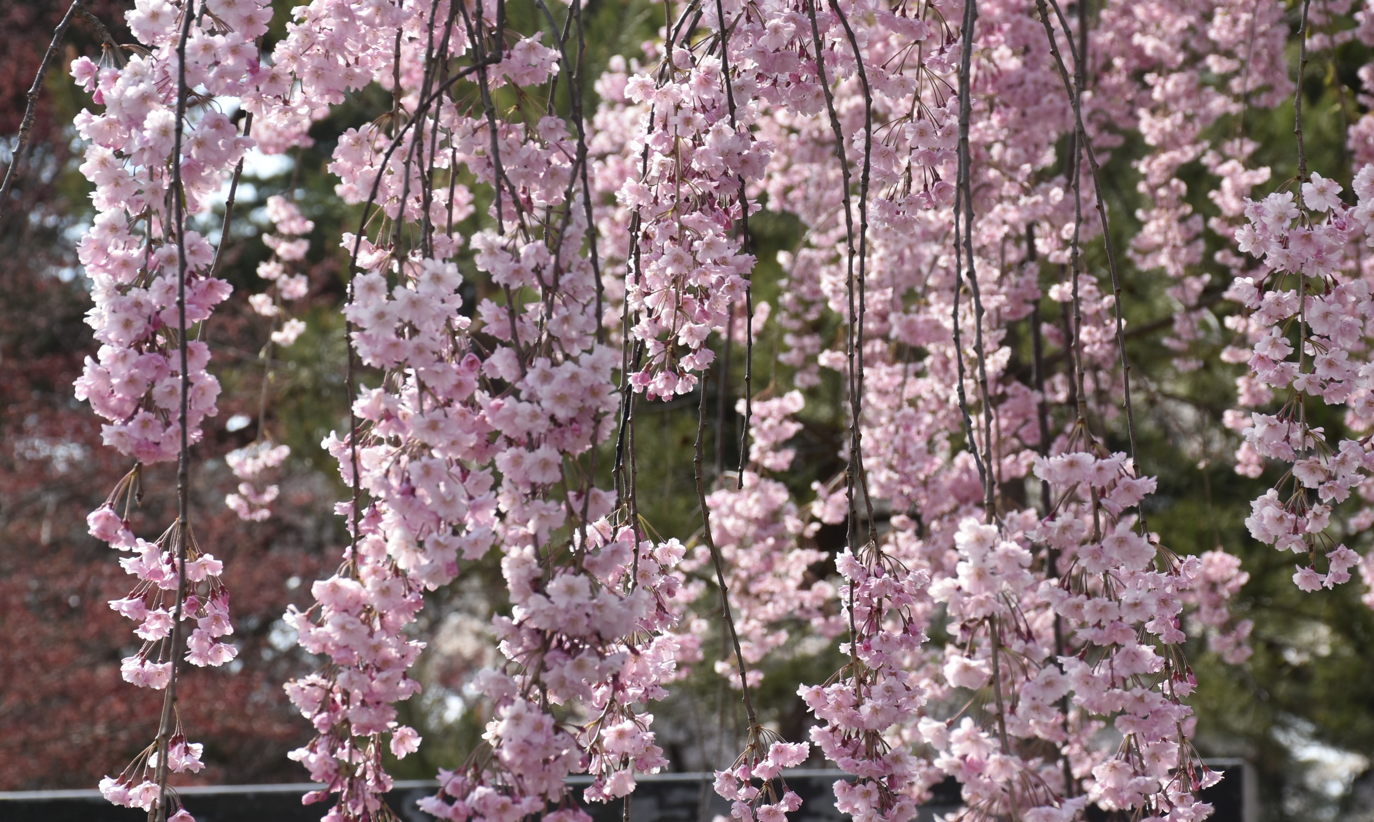弘前七桜」ヤエベニシダレ美しく咲く（2023.04.18） - いいかも