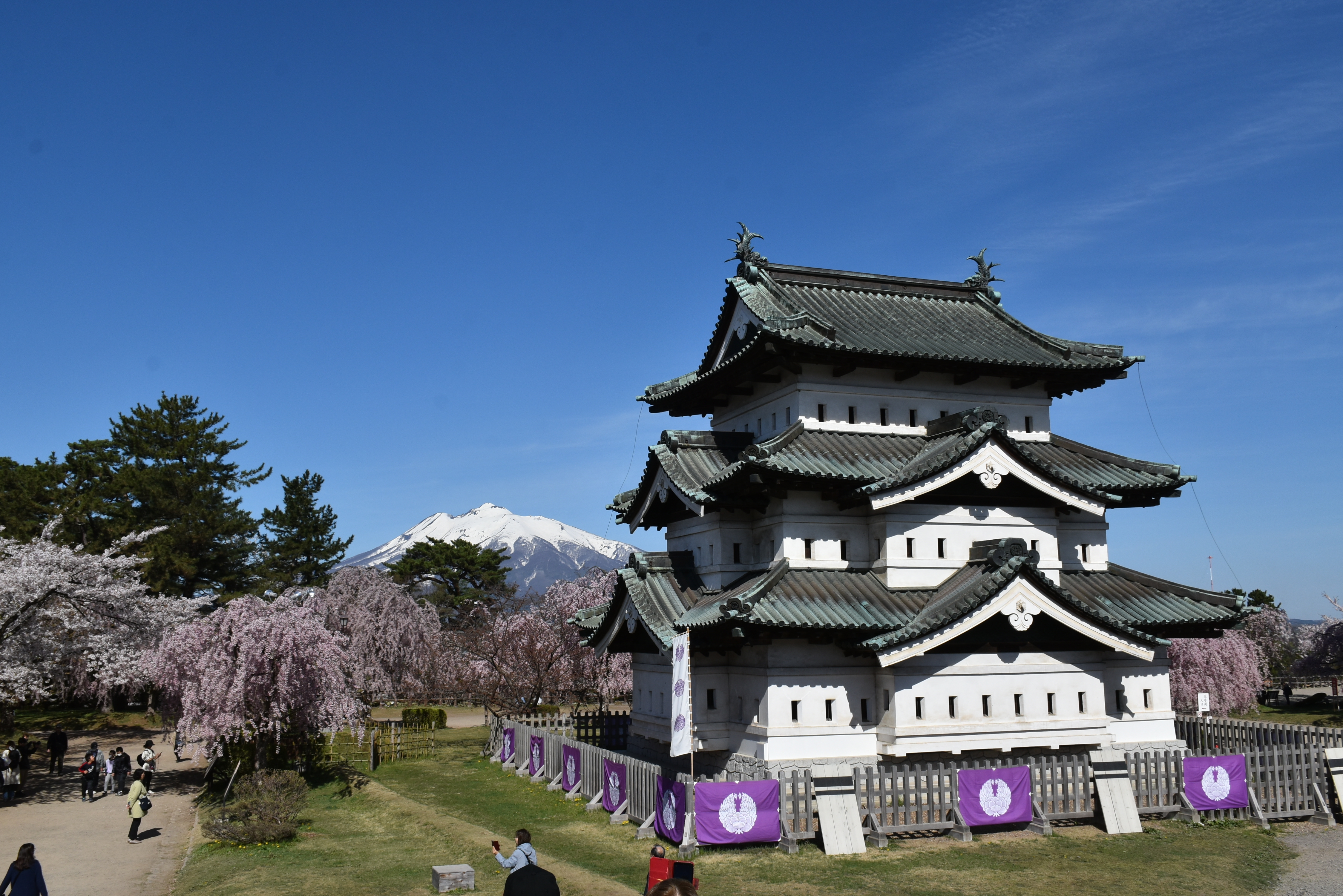 八重紅枝垂が本日満開です！（2024.04.22） - いいかも！！弘前 ～弘前