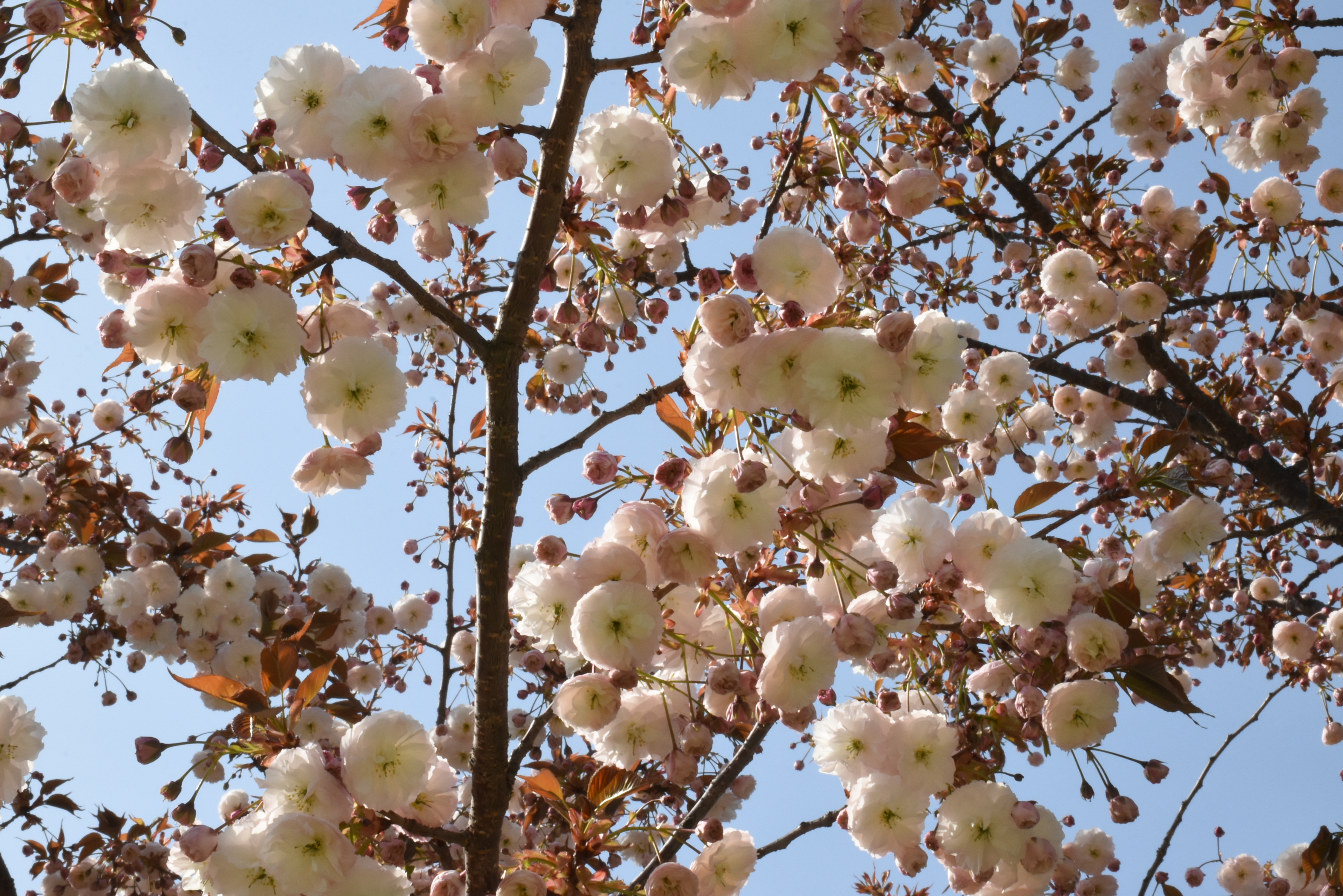 弘前七桜」アズマニシキやショウゲツが見ごろを迎えています（2023.04