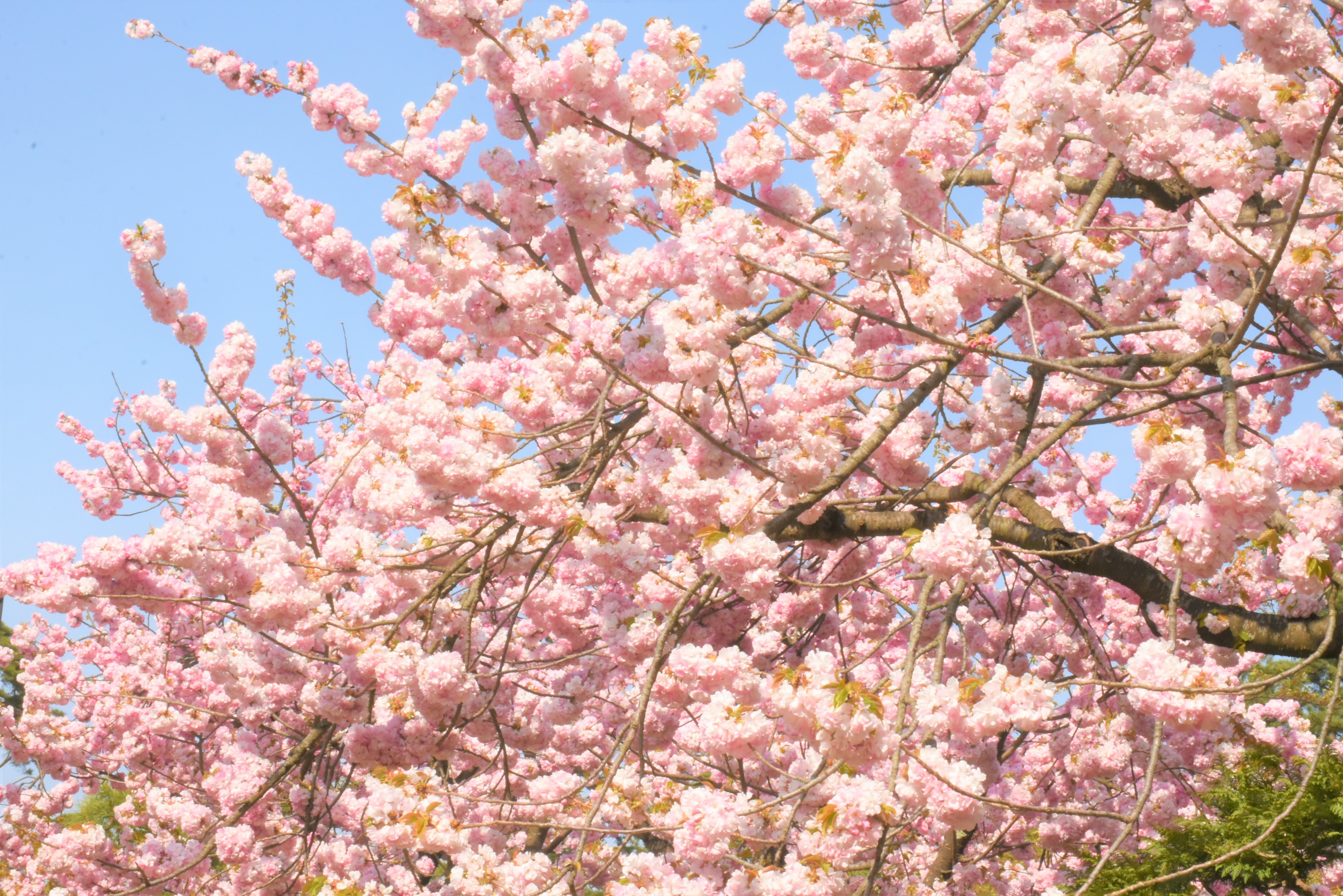 弘前七桜」アズマニシキやショウゲツが見ごろを迎えています（2023.04