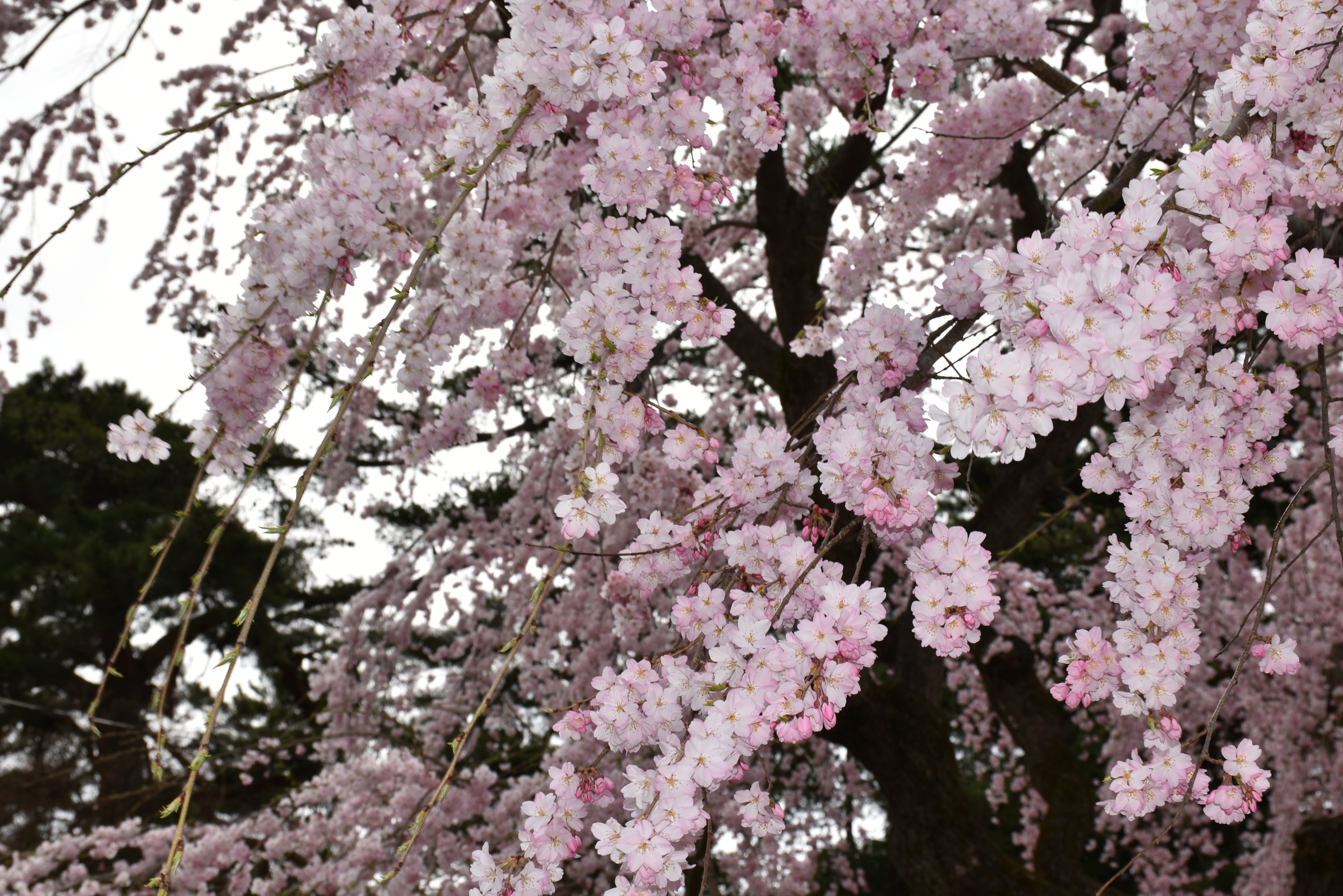津軽の春 風になびく桜（2023.04.11） - いいかも！！弘前 ～弘前