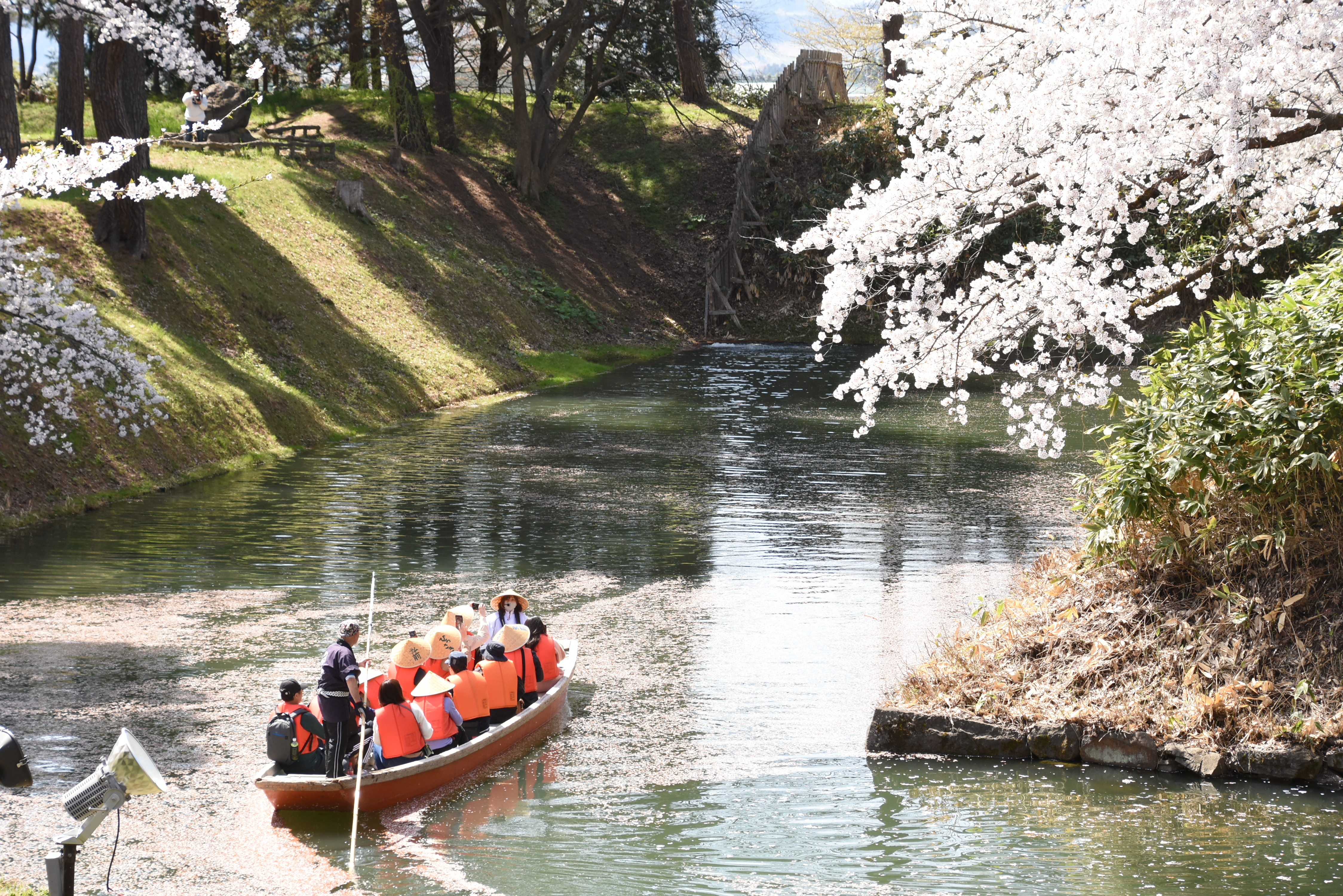 弘前公園西濠のソメイヨシノが見頃を迎えています！（2024.04.21