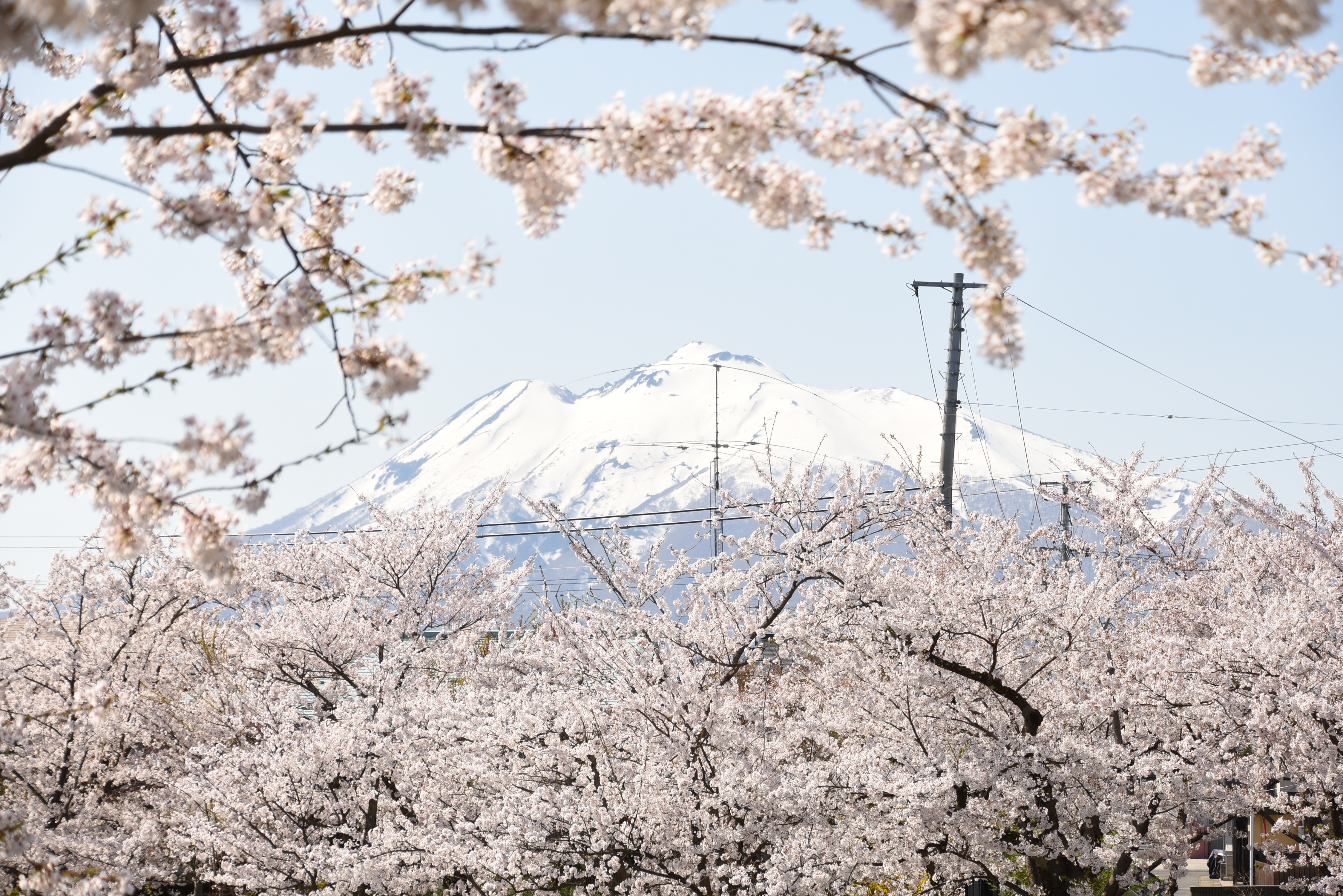 弘前公園西濠のソメイヨシノが見頃を迎えています！（2024.04.21