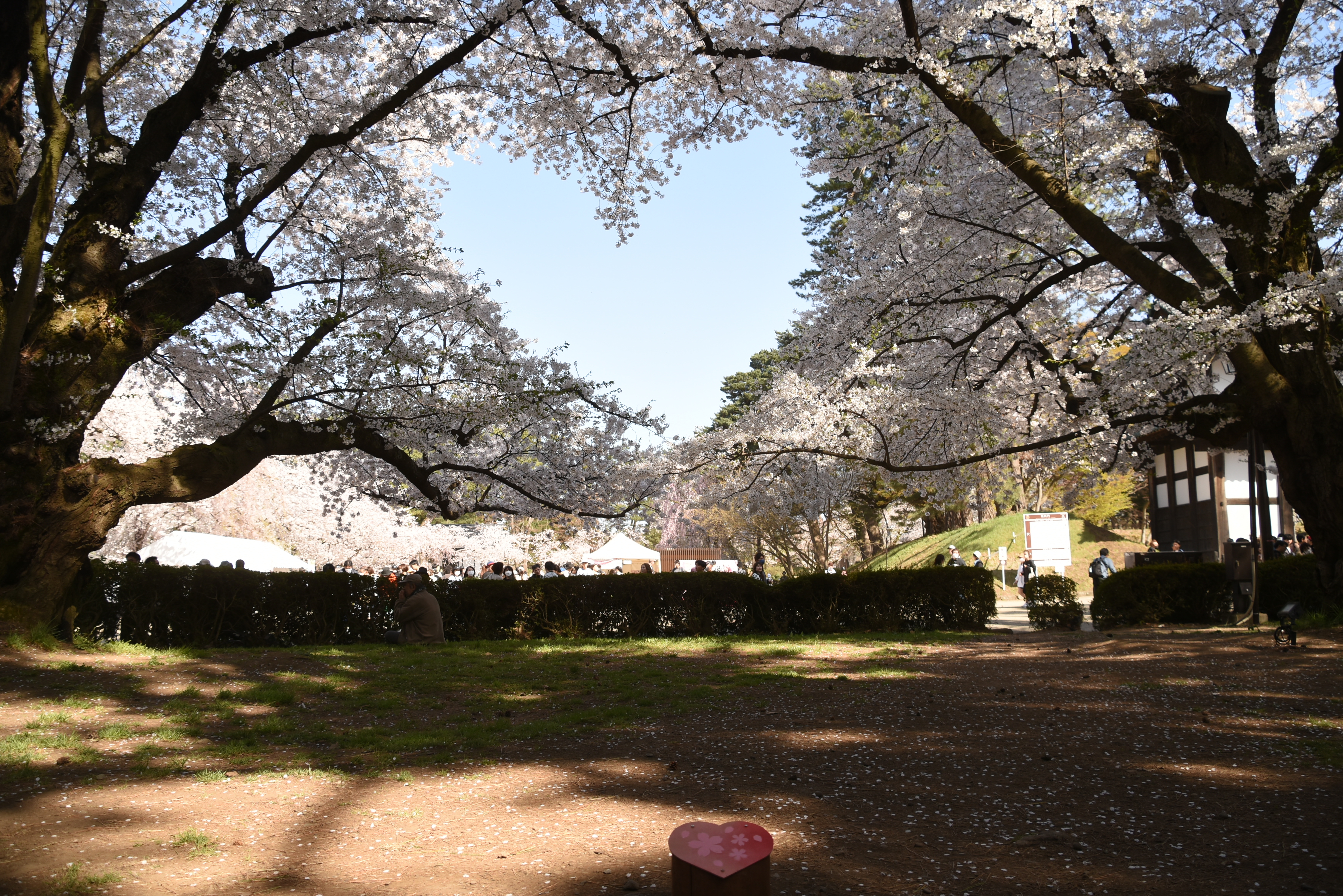 弘前公園西濠のソメイヨシノが見頃を迎えています！（2024.04.21