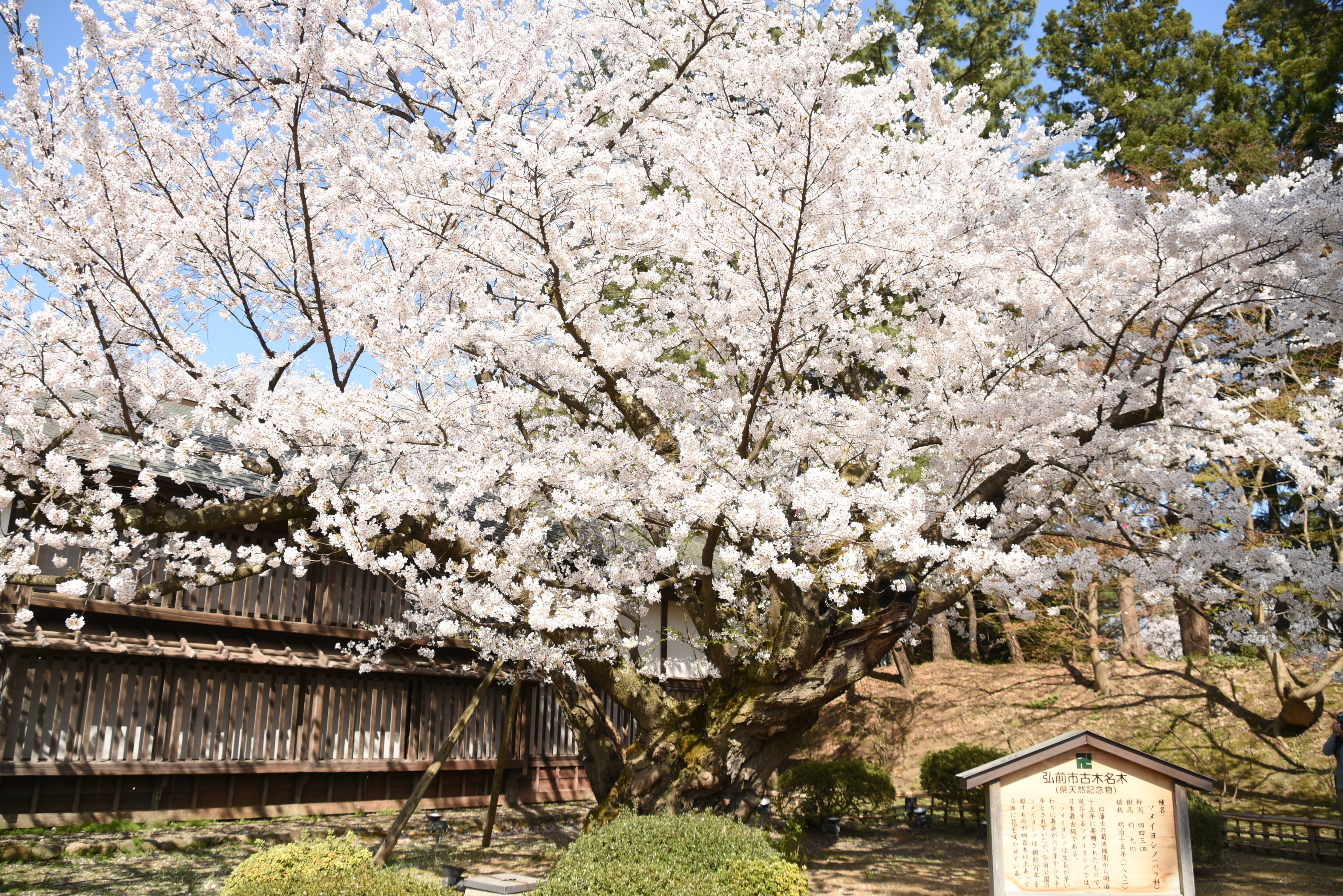 弘前公園西濠のソメイヨシノが見頃を迎えています！（2024.04.21