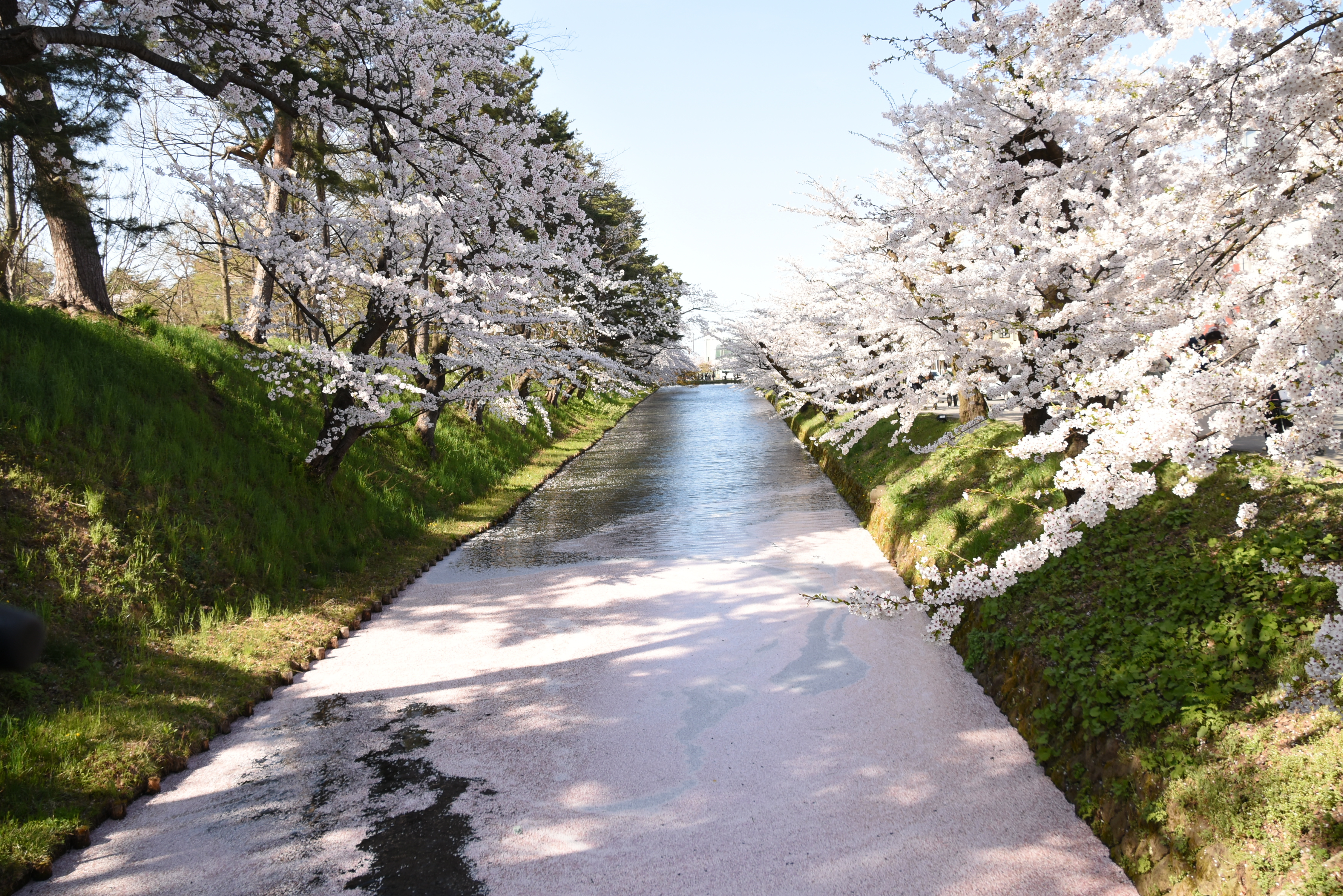 弘前公園西濠のソメイヨシノが見頃を迎えています！（2024.04.21