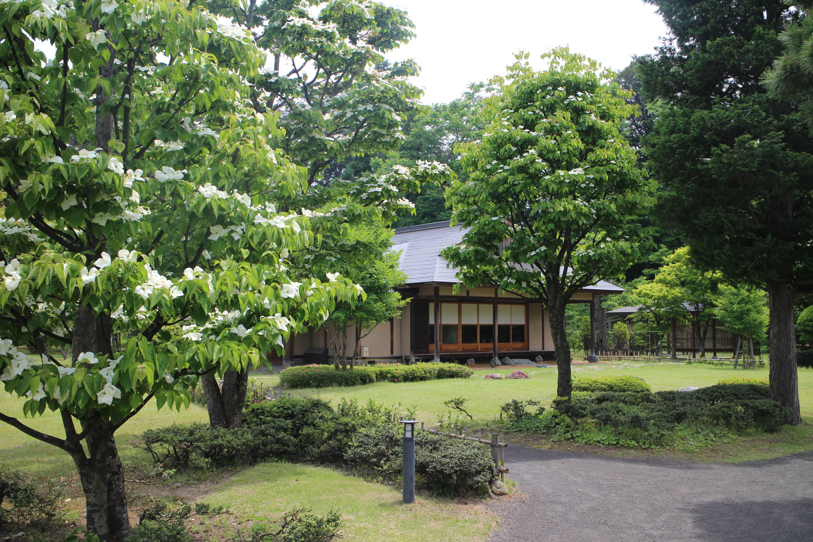 新緑の藤田記念庭園