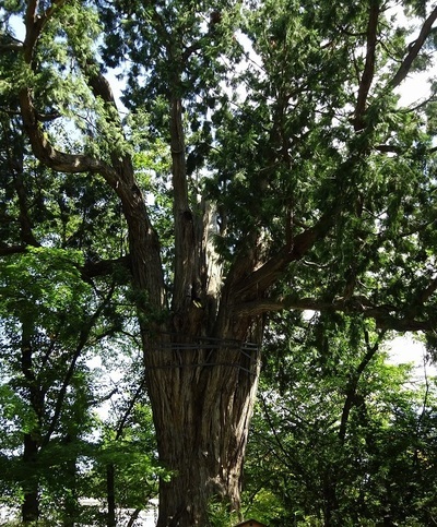 弘前公園のネズコ