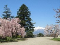 弘前公園のさくらと岩木山